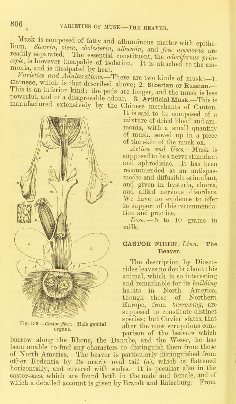 Musk is composed of fatty and albuminous matter witli epitlie- and/ree ammonia are leadily separated.^ The essential constituent, the odoriferous prin- ciple, is however incapable of isolation. It is attached to the am- monia, and is dissipated by heat. Varieties and Adulterations.—There are two kinds of musk: 1. C^nese, which is that described above; 2. Siberian or Russian.— ihis m an uiferior land; the pods are longer, and the musk is less powerlul, and ol a disagreeable odour. 3. Artificial Musk.—This is manufactured extensively by the Chinese merchants of Canton. It is said to be composed of a mixture of dried blood and am- monia, with a small quantity of musk, sewed up in a piece of the skin of the musk ox. Action mid Uses.—Musk is supposed to be a nerve stimulant and aphrodisiac. It has been reconmiended as an antispas- modic and diffusible stimulant, and given in hysteria, chorea, and allied nervous disorders. We have no evidence to offer in support of this recommenda- tion and practice. Dose. — 5 to 10 grains in milk. CASTOR FIBER, Linn. Beaver. The The description by Diosco- rides leaves no doubt about this animal, which is so interesting and remarkable for its building habits in North America, though those of Northern Europe, from burrowing, are supposed to constitute distinct species; but Cuvier states, that after the most scrupulous com- parison of the beavers which burrow along the Rhone, the Danube, and the Weser, he has been unable to find any characters to distinguish them from those of North America. The beaver is particularly distinguished from other Rodentia by its nearly oval tail (a), which is flattened horizontally, and covered with scales. It is i^eculiar also in the castor-sacs, which are found both in the male and female, and of which a detailed accoimt is given by Brandt and Ratzeburg. From Fig. 139.—Castor Male genital organs.