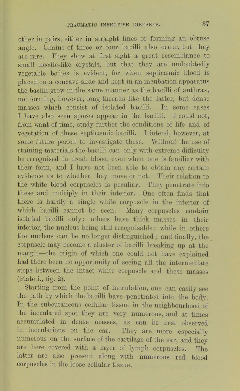 other in pairs, either in straight lines or forming an obtuse angle. Chains of three or four bacilli also occur, hut they are rare. They show at first sight a great resemblance to small needle-like crystals, hut that they are undoubtedly vegetable bodies is evident, for when septicaBmic blood is placed on a concave slide and kept in an incubation apparatus the bacilli grow in the same manner as the bacilli of anthrax, not forming, however, long threads like the latter, but dense masses which consist of isolated bacilli. In some cases I have also seen spores appear in the bacilli. I could not, from want of time, stud}^ further the conditions of life and of vegetation of these septicemic bacilli. I intend, however, at some future period to investigate these. Without the use of staining materials the bacilli can only with extreme difficulty be recognised in fresh blood, even when one is familiar with their form, and I have not been able to obtain aii}^ certain evidence as to whether they move or not. Their relation to the white blood corpuscles is peculiar. They penetrate into these and multiply in their interior. One often finds that there is hardly a single white corpuscle in the interior of which bacilli cannot be seen. Many corpuscles contain isolated bacilli only; others have thick masses in their interior, the nucleus being still recognisable ; while in others the nucleus can be no longer distinguished; and finally, the, corpuscle may become a cluster of bacilli breaking up at the margin—the origin of which one could not have explained had there been no opportunity of seeing all the intermediate steps between the intact white corpuscle and these masses (Plate i., fig. 2). Starting from the point of inoculation, one can easily see the path by which the bacilli have penetrated into the body. In the subcutaneous cellular tissue in the neighbourhood of the inoculated spot they are very numerous, and at times accumulated in dense masses, as can be best observed in inoculations on the ear. They are more especially numerous on the surface of the cartilage of the ear, and they are here covered with a layer of lymph corpuscles. The latter are also present along with numerous red blood corpuscles in the loose cellular tissue.