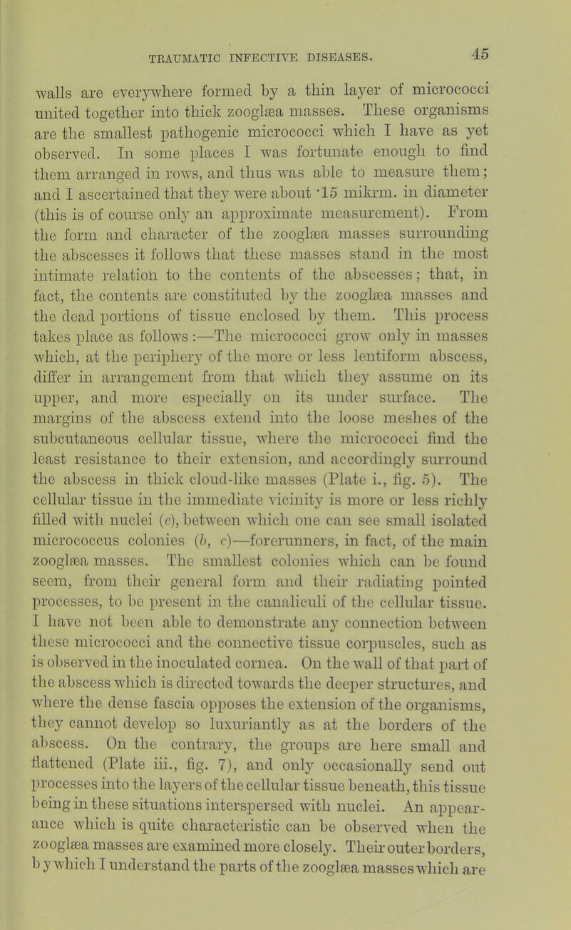 walls are everjnvliere formed by a thin layer of micrococci united together into thick zoogicEa masses. These organisms are the smallest pathogenic micrococci which I have as yet observed. In some places I was fortunate enough to find them arranged in rows, and thus Avas able to measure them; and I ascertained that they were about ’15 mikrm. in diameter (this is of course only an approximate measurement). From the form and character of the zoogla;a masses surrounding the abscesses it follows that these masses stand in the most intimate relation to the contents of the abscesses; that, in fact, the contents are constituted by the zooglaia masses and the dead portions of tissue enclosed by them. This process takes place as follows :—The micrococci groAV only in masses which, at the periphery of the more or less lentiform abscess, differ in arrangement from that which they assume on its upper, and more especially on its under surface. The margins of the abscess extend into the loose meshes of the subcutaneous cellular tissue, where the micrococci find the least resistance to their extension, and accordingly surround the abscess in thick cloud-like masses (Plate i., fig. 5). The cellular tissue in the immediate vicinity is more or less richly filled with nuclei (c), betAveen Avhich one can see small isolated micrococcus colonies (h, r)—forerunners, in fact, of the main zooglfea masses. The smallest colonies Avhich can be found seem, from their general form and their radiating pointed processes, to be present in the canaliculi of the cellular tissue. I have not been able to demonstrate any connection between these micrococci and the connective tissue corpuscles, such as is observed in the inoculated cornea. On the wall of that part of the abscess Avhich is directed toAvards the deeper structures, and Avhere the dense fascia opposes the extension of the organisms, they cannot develop so luxuriantly as at the borders of the abscess. On the contrary, the groups are here small and flattened (Plate hi., fig. 7), and only occasional!}^ send out processes into the layers of the cellular tissue beneath, this tissue being in these situations interspersed with nuclei. An appear- ance Avhich is quite characteristic can be observed when the zoogliea masses are examined more closely. Them outer borders, b y AA’hich I understand the parts of the zooglsea masses which are