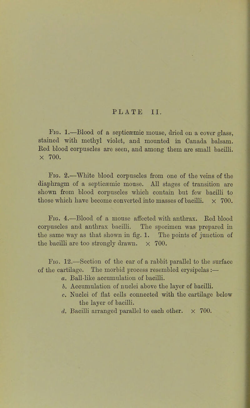 PLATE II. Fig. 1.—Blood of a septicasmic mouse, dried ou a cover glass, stained with methyl violet, and mounted in Canada balsam. Eed blood corpuscles are seen, and among them are small bacilli. X 700. Fig. 2.—White blood corpuscles from one of the veins of the diaphragm of a septiciemic mouse. All stages of transition are shown from blood corpuscles which contain but few bacilli to those which have become converted into masses of bacilh. x 700. Fig. 4.—Blood of a mouse affected with anthrax. Eed blood corpuscles and anthrax bacilli. The specimen was prepared in the same way as that shown in fig. 1. The points of junction of the bacilli are too strongly drawn, x 700. Fig. 12.—Section of the ear of a rabbit parallel to the surface of the cartilage. The morbid process resembled erysipelas;— a. Ball-like accumulation of bacilli. h. Accumulation of nuclei above the layer of bacilh. c. Nuclei of flat ceUs connected with the cartilage below the layer of bacilli.