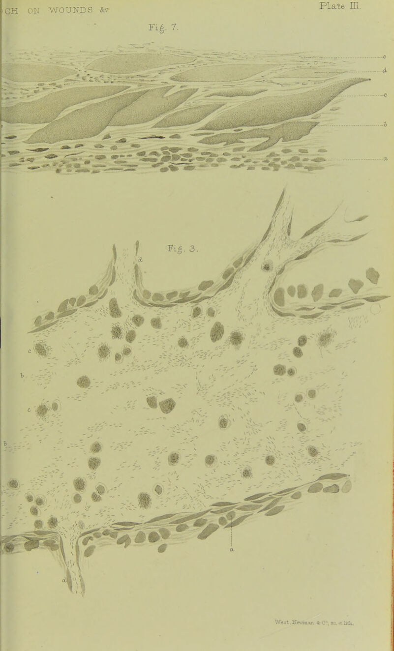 Fi^. 7. Weijt., tt C®, Sr„ ri