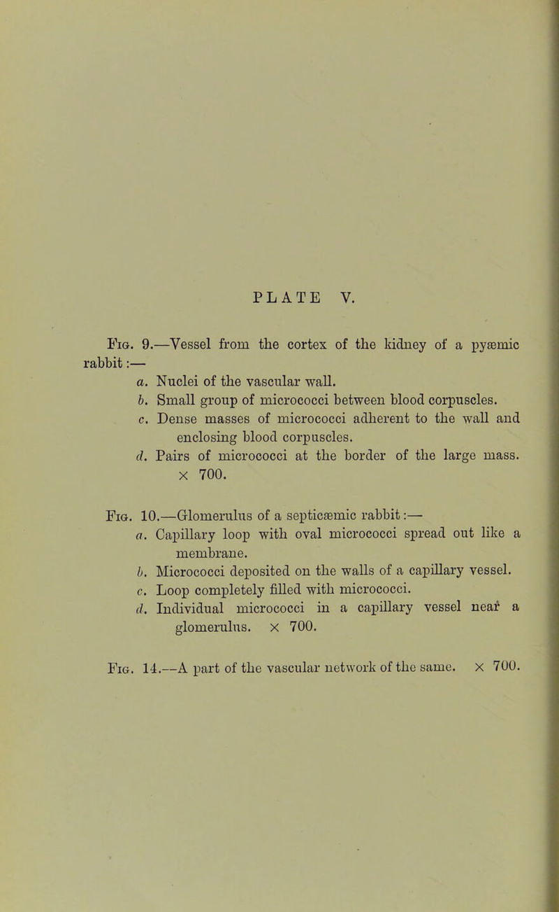 Fig. 9.—Vessel from the cortex of the kidney of a pyasmic rabbit:— a. Nuclei of the vascular wall. b. Small group of micrococci between blood corpuscles. c. Dense masses of micrococci adherent to the wall and enclosing blood corpuscles. d. Pairs of micrococci at the border of the large mass. X 700. Fig. 10.—Glomerulus of a septiciemic rabbit:— a. Capillary loop with oval micrococci spread out like a membrane. b. Micrococci deposited on the walls of a capillary vessel. c. Loop completely filled with micrococci. d. Individual micrococci in a capillary vessel neaf a glomerulus. X 700.