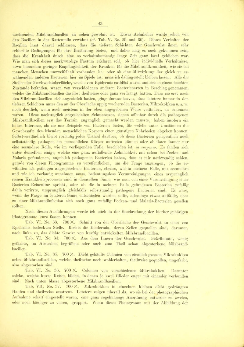 wachsenden Milzbrandbacillen zu sehen gewohnt ist. Etwas Aehnliches wurde schon von den Bacillen in der Battenmilz erwähnt (cf. Tab. V. No. 29 und 30). Dieses Verhalten der Bacillen lässt darauf schliessen, dass die tieferen Schichten der Geschwulst ihnen sehr schlechte Bedingungen für ihre Ernährung bieten, und daher mag es auch gekommen sein, dass die Krankheit durch eine so verhältnissmässig lange Zeit ganz local geblieben war. Wie man sich dieses merkwürdige Factum erklären soll, ob hier individuelle Verhältnisse, etwa besonders geringe Empfänglichkeit der Kranken für die Milzbrandkrankheit, wie sie bei manchen Menschen unzweifelhaft vorhanden ist, oder ob eine Mitwirkung der gleich zu er- wähnenden anderen Bacterien hier im Spiele ist, muss ich dahingestellt bleiben lassen. Alle die Stellen der Geschwulstoberfläche, welche von Epidermis entblöst waren und sich in einem feuchten Zustande befanden, waren von verschiedenen anderen Bacterienarten in Beschlag genommen, welche die Milzbrandbacillen daselbst theilweise oder ganz verdrängt hatten. Dass sie erst nach den Milzbrandbacillen sich angesiedelt hatten, ging daraus hervor, dass letztere immer in den tieferen Schichten unter den an der Oberfläche üppig wuchernden Bacterien, Mikrokokken u. s. w. noch deutlich, wenn auch meistens in der oben angegebenen Weise verändert, zu erkennen waren. Diese nachträglich angesiedelten Schmarotzer, denen offenbar durch die pathogenen Milzbrandbacillen erst das Terrain zugänglich gemacht werden musste, haben insofern ein hohes Interesse, als sie uns Beispiele von Bacterien bieten, für welche unter Umständen die Gewebssäfte des lebenden menschlichen Körpers einen günstigen Nährboden abgeben können. Selbstverständlich bleibt vorläufig jedes Urtheil darüber, ob diese Bacterien gelegentlich auch selbstständig pathogen im menschlichen Körper auftreten können oder ob ihnen immer nur eine secundäre Bolle, wie im vorliegenden Falle, beschieden ist, in suspenso. Es fanden sich unter denselben einige, welche eine ganz auffallende Aehnlichkeit mit schon bei Pocken und Malaria gefundenen, angeblich pathogenen Bacterien haben, dass es mir nothwendig schien, gerade von diesen Photogramme zu veröffentlichen, um die Frage anzuregen, ob die er- wähnten als pathogen angesprochene Bacterien, ebenso, wie in meinem Falle, nur secundäre und wie ich vorläufig annehmen muss, bedeutungslose Verunreinigungen eines ursprünglich reinen Krankheitsprocesses sind in demselben Sinne, wie man von einer Verunreinigung einer Bacterien-Beincultur spricht, oder ob die in meinem Falle gefundenen Bacterien zufällig dahin verirrte, ursprünglich gleichfalls selbstständig pathogene Bacterien sind. Es wäre, wenn die Frage im letzteren Sinne entschieden werden sollte, allerdings etwas auffällig, dass zu einer Milzbrandinfection sich noch ganz zufällig Pocken- und Malaria-Bacterien gesellen sollten. Nach diesen Ausführungen werde ich mich in der Beschreibung der hierher gehörigen Photogramme kurz fassen können. Tab. VI. No. 33. 700 X. Schnitt von der Oberfläche der Geschwulst an einer von Epidermis bedeckten Stelle. Bechts die Epidermis, deren Zellen gequollen sind, darunter, nach links zu, das dichte Gewirr von kräftig entwickelten Milzbrandbacillen. Tab. VI. No. 34. 700 X. Aus dem Innern der Geschwulst. Gekrümmte, wenig- gefärbte, im Absterben begriffene oder auch zum Theil schon abgestorbene Milzbrand- bacillen. Tab. VI. No. 35. 700 X. Dicht gehäufte Colonien von ziemlich grossen Mikrokokken neben Milzbrandbacillen, welche theilweise noch wohlerhalten, theilweise gequollen, ungefärbt, also abgestorben sind. Tab. VI. No. 36. 700 X. Colonien von verschiedenen Mikrokokken. Darunter solche, welche kurze Ketten bilden, in denen je zwei Glieder enger mit einander verbunden sind. Nach unten blasse abgestorbene Milzbrandbacillen. Tab. VII. No. 37. 700 X. Mikrokokken in einzelnen kleinen dicht gedrängten Haufen und theilweise zerstreut. Letztere zeigen überall da, wo sie bei der photographischen Aufnahme scharf eingestellt waren, eine ganz regelmässige Anordnung entweder zu zweien, oder noch häufiger zu vieren, gruppirt. Wenn dieses Photogramm mit der Abbildung der