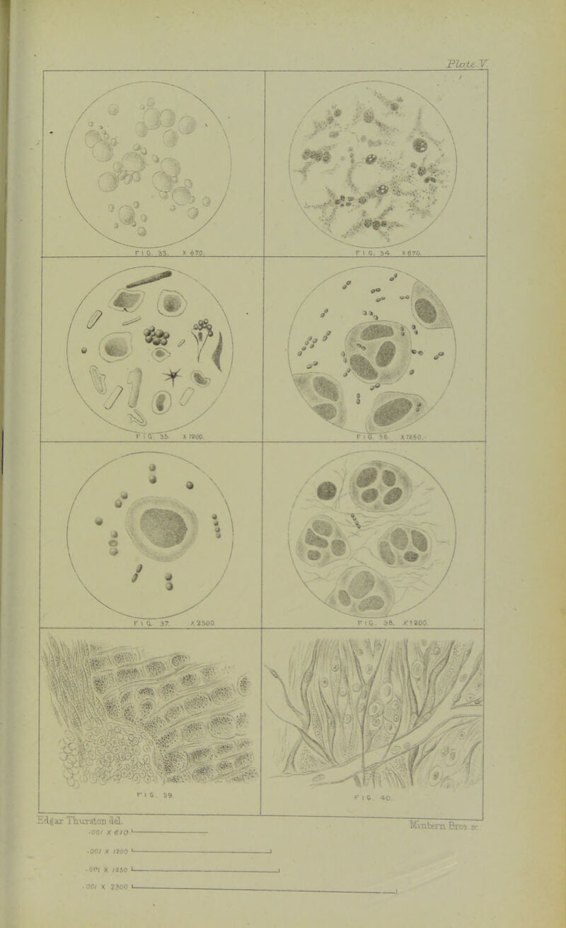F 1 S. 33. x 670. / ,/ m' - / ■•**••• ste V ; •• *> ! vmv ■ jf- #W \ ■ ... ^ i ■ ■ :. W»**? > FI 6. 34 > 670 F » (1 35 X J200. F I 0 36 x;*50. F \ 0. 37 A 2300 F \ G 38. XI 200 ? ■ ■ *  wt - Edgar Thurston del • 00/ X tf/0 ‘ Uintera Bros ■ ooi x noo 1 •00/ X /2S0 e
