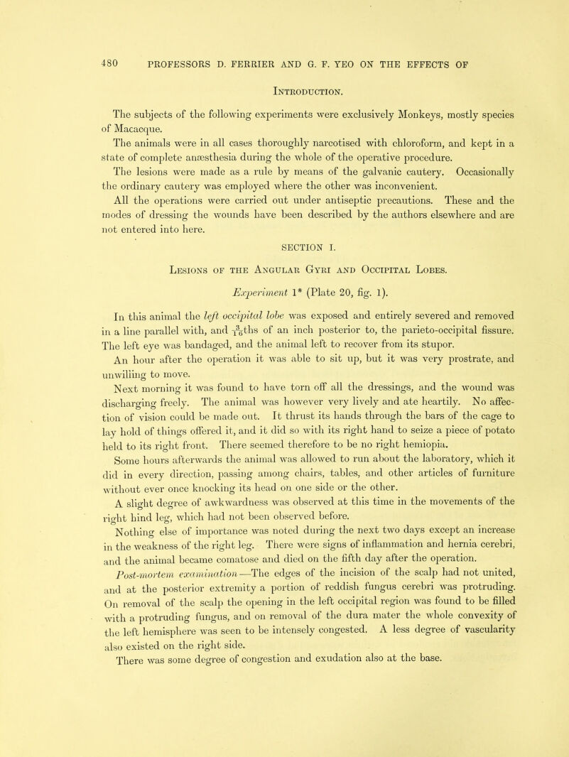 Introduction. The subjects of the following experiments were exclusively Monkeys, mostly species of Macacque. The animals were in all cases thoroughly narcotised with chloroform, and kept in a state of complete anaesthesia during the whole of the operative procedure. The lesions were made as a rule by means of the galvanic cautery. Occasionally the ordinary cautery was employed where the other was inconvenient. All the operations were carried out under antiseptic precautions. These and the modes of dressing the wounds have been described by the authors elsewhere and are not entered into here. SECTION I. Lesions of the Angular Gyri and Occipital Lobes. Experiment 1* (Plate 20, fig. l). In this animal the left occipital lobe was exposed and entirely severed and removed in a line parallel with, and -j^-ths of an inch posterior to, the parieto-occipital fissure. The left eye was bandaged, and the animal left to recover from its stupor. An hour after the operation it was able to sit up, but it was very prostrate, and unwilling to move. Next morning it was found to have torn off all the dressings, and the wound was discharging freely. The animal was however very lively and ate heartily. No affec- tion of vision could be made out. It thrust its hands through the bars of the cage to lay hold of things offered it, and it did so with its right hand to seize a piece of potato held to its right front. There seemed therefore to be no right hemiopia. Some hours afterwards the animal was allowed to run about the laboratory, which it did in every direction, passing among chairs, tables, and other articles of furniture without ever once knocking its head on one side or the other. A slight degree of awkwardness was observed at this time in the movements of the right hind leg, which had not been observed before. Nothing else of importance was noted during the next two days except an increase in the weakness of the right leg. There were signs of inflammation and hernia cerebri, and the animal became comatose and died on the fifth day after the operation. Post-mortem examination ■—The edges of the incision of the scalp had not united, and at the posterior extremity a portion of reddish fungus cerebri was protruding. On removal of the scalp the opening in the left occipital region was found to be filled with a protruding fungus, and on removal of the dura mater the whole convexity of the left hemisphere was seen to be intensely congested. A less degree of vascularity also existed on the right side. There was some degree of congestion and exudation also at the base.