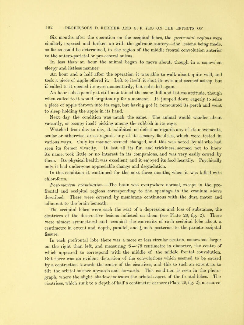 Six months after the operation on the occipital lobes, the 'prefrontal regions were similarly exposed and broken up with the galvanic cautery—the lesions being made, so far as could be determined, in the region of the middle frontal convolution anterior to the antero-parietal or pre-central sulcus. In less than an hour the animal began to move about, though in a somewhat sleepy and listless manner. An hour and a half after the operation it was able to walk about quite well, and took a piece of apple offered it. Left to itself it shut its eyes and seemed asleep, but if called to it opened its eyes momentarily, but subsided again. An hour subsequently it still maintained the same dull and listless attitude, though when called to it would brighten up for a moment. It jumped down eagerly to seize a piece of apple thrown into its cage, but having got it, remounted its perch and went to sleep holding the apple in its hand. Next day the condition was much the same. The animal would wander about vacantly, or occupy itself picking among the rubbish in its cage. Watched from day to day, it exhibited no defect as regards any of its movements, ocidar or otherwise, or as regards any of its sensory faculties, which were tested in various ways. Only its manner seemed changed, and this was noted by all who had seen its former vivacity. It lost all its fun and trickiness, seemed not to know its name, took little or no interest in its companions, and was very easily cowed by them. Its physical health was excellent, and it enjoyed its food heartily. Psychically only it had undergone appreciable change and degradation. In this condition it continued for the next three months, when it was killed with chloroform. Post-mortem examination.—The brain was everywhere normal, except in the pre- frontal and occipital regions corresponding to the openings in the cranium above described. These were covered by membrane continuous with the dura mater and adherent to the brain beneath. The occipital lobes were each the seat of a depression and loss of substance, the cicatrices of the destructive lesions inflicted on them (see Plate 20, fig. 2). These were almost symmetrical and occupied the convexity of each occipital lobe about a centimetre in extent and depth, parallel, and £ inch posterior to the parieto-occipital fissure. In each prefrontal lobe there was a more or less circular cicatrix, somewhat larger on the right than left, and measuring -5 — '75 centimetre in diameter, the centre of which appeared to correspond with the middle of the middle frontal convolution. But there was an evident distortion of the convolutions which seemed to be caused by a contraction towards the centre of the cicatrices, and this to such an extent as to tilt the orbital surface upwards and forwards. This condition is seen in the photo- graph, where the slight shadow indicates the orbital aspect of the frontal lobes. The cicatrices, which sunk to a depth of half a centimetre or more (Plate 20, fig. 2), measured