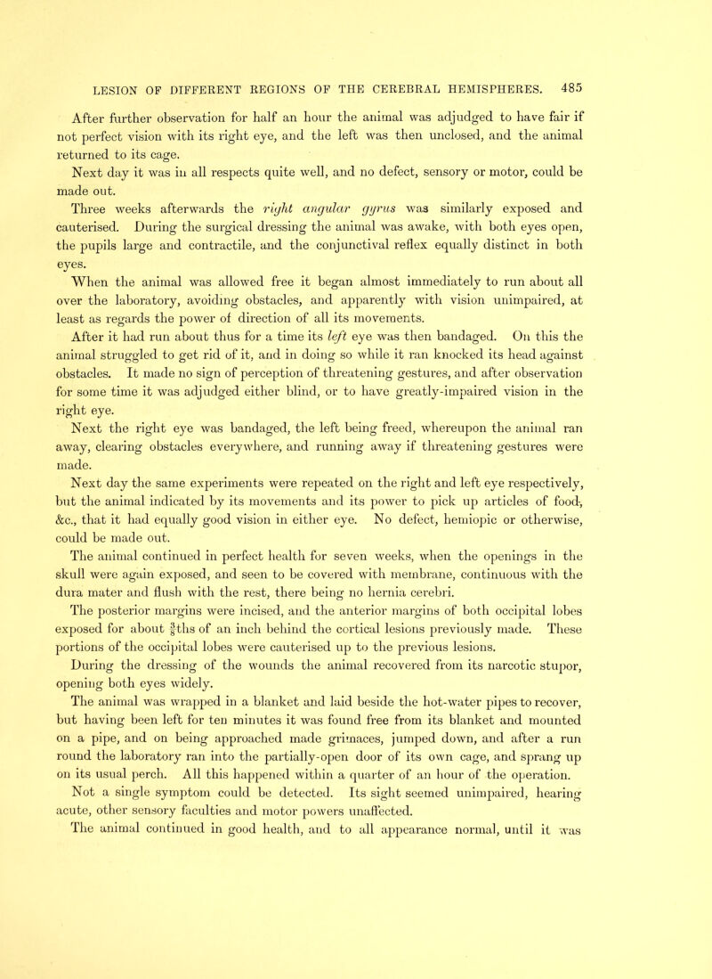 After further observation for half an hour the animal was adjudged to have fair if not perfect vision with its right eye, and the left was then unclosed, and the animal returned to its cage. Next day it was in all respects quite well, and no defect, sensory or motor, could be made out. Three weeks afterwards the right angular gyrus was similarly exposed and cauterised. During the surgical dressing the animal was awake, with both eyes open, the pupils large and contractile, and the conjunctival reflex equally distinct in both eyes. When the animal was allowed free it began almost immediately to run about all over the laboratory, avoiding obstacles, and apparently with vision unimpaired, at least as regards the power of direction of all its movements. After it had run about thus for a time its left eye was then bandaged. On this the animal struggled to get rid of it, and in doing so while it ran knocked its head against obstacles. It made no sign of perception of threatening gestures, and after observation for some time it was adjudged either blind, or to have greatly-impaired vision in the right eye. Next the right eye was bandaged, the left being freed, whereupon the animal ran away, clearing obstacles everywhere, and running away if threatening gestures were made. Next day the same experiments were repeated on the right and left eye respectively, but the animal indicated by its movements and its power to pick up articles of food-, &c., that it had equally good vision in either eye. No defect, hemiopic or otherwise, could be made out. The animal continued in perfect health for seven weeks, when the openings in the skull were again exposed, and seen to be covered with membrane, continuous with the dura mater and flush with the rest, there being no hernia cerebri. The posterior margins were incised, and the anterior margins of both occipital lobes exposed for about fths of an inch behind the cortical lesions previously made. These portions of the occipital lobes were cautei'ised up to the previous lesions. During the dressing of the wounds the animal recovered from its narcotic stupor, opening both eyes widely. The animal was wrapped in a blanket and laid beside the hot-water pipes to recover, but having been left for ten minutes it was found free from its blanket and mounted on a pipe, and on being approached made grimaces, jumped down, and after a run round the laboratory ran into the partially-open door of its own cage, and Sprang up on its usual perch. All this happened within a quarter of an hour of the operation. Not a single symptom could be detected. Its sight seemed unimpaired, hearing acute, other sensory faculties and motor powers unaffected. The animal continued in good health, and to all appearance normal, until it was