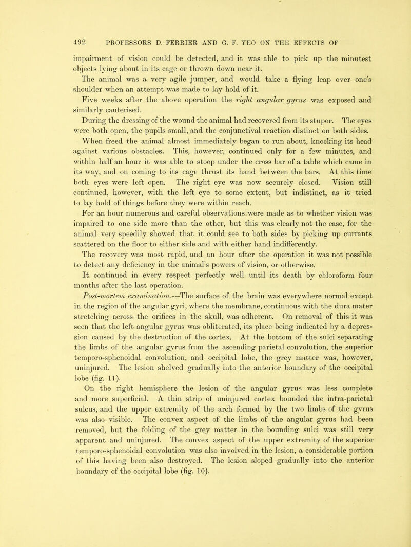 impairment of vision could be detected, and it was able to pick up the minutest objects lying about in its cage or thrown down near it. The animal was a very agile jumper, and would take a flying leap over one’s shoulder when an attempt was made to lay bold of it. Five weeks after the above operation the right angular gyrus was exposed and similarly cauterised. During the dressing of the wound the animal bad recovered from its stupor. The eyes were both open, the pupils small, and the conjunctival reaction distinct on both sides. When freed the animal almost immediately began to run about, knocking its head against various obstacles. This, however, continued only for a few minutes, and within half an hour it was able to stoop under the cross bar of a table which came in its way, and on coming to its cage thrust its hand between the bars. At this time both eyes were left open. The right eye was now securely closed. Vision still continued, however, with the left eye to some extent, but indistinct, as it tried to lay hold of things before they were within reach. For an hour numerous and careful observations.were made as to whether vision was impaired to one side more than the other, but this was clearly not the case, for the animal very speediiy showed that it could see to both sides by picking up currants scattered on the floor to either side and with either hand indifferently. The recovery was most rapid, and an hour after the operation it was not possible to detect any deficiency in the animal’s powers of vision, or otherwise. It continued in every respect perfectly well until its death by chloroform four months after the last operation. Post-mortem examination.—The surface of the brain was everywhere normal except in the region of the angular gyri, where the membrane, continuous with the dura mater stretching across the orifices in the skull, was adherent. On removal of this it was seen that the left angular gyrus was obliterated, its place being indicated by a depres- sion caused by the destruction of the cortex. At the bottom of the sulci separating the limbs of the angular gyrus from the ascending parietal convolution, the superior temporo-sphenoidal convolution, and occipital lobe, the grey matter was, however, uninjured. The lesion shelved gradually into the anterior boundary of the occipital lobe (fig. 11). On the right hemisphere the lesion of the angular gyrus was less complete and more superficial. A thin strip of uninjured cortex bounded the intra-parietal sulcus, and the upper extremity of the arch formed by the two limbs of the gyrus was also visible. The convex aspect of the limbs of the angular gyrus had been removed, but the folding of the grey matter in the bounding sulci was still very apparent and uninjured. The convex aspect of the upper extremity of the superior temporo-sphenoidal convolution was also involved in the lesion, a considerable portion of this having been also destroyed. The lesion sloped gradually into the anterior boundary of the occipital lobe (fig. 10).