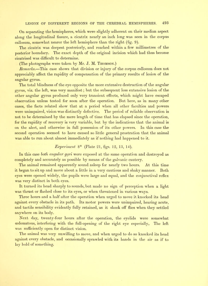 On separating the hemispheres, which were slightly adherent on their median aspect along the longitudinal fissure, a cicatrix nearly an inch long was seen in the corpus callosum, somewhat nearer the left hemisphere than the right (Sg. 9). The cicatrix was deepest posteriorly, and reached within a few millimetres of the posterior boundary. The exact depth of the original incision which had thus become cicatrised was difficult to determine. (The photographs were taken by Mr. J. M. Thomson.) Remarks.—This case shows that division or injury of the corpus callosum does not appreciably affect the rapidity of compensation of the primary results of lesion of the angular gyrus. The total blindness of the eye opposite the more extensive destruction of the angular gyrus, viz. the left, was very manifest; but the subsequent less extensive lesion of the other angular gyrus produced only very transient effects, which might have escaped observation unless tested for soon after the operation. But here, as in many other cases, the facts related show that at a period when all other faculties and powers were unimpaired, vision was distinctly defective. The period of reliable observation is not to be determined by the mere length of time that has elapsed since the operation, for the rapidity of recovery is very variable, but by the indications that the animal is on the alert, and otherwise in full possession of its other powers. In this case the second operation seemed to have caused so little general prostration that the animal was able to run about almost immediately as if nothing had happened to it. Experiment 8* (Plate 21, figs. 12, 13, 14). In this case both angular gyri were exposed at the same operation and destroyed as completely and accurately as possible by means of the galvanic cautery. The animal remained apparently sound asleep for nearly two hours. At this time it began to sit up and move about a little in a very cautious and shaky manner. Both eyes were opened widely, the pupils were large and equal, and the conjunctival reflex was very distinct in both eyes. It turned its head sharply to sounds, but made no sign of perception when a light was thrust or flashed close to its eyes, or when threatened in various ways. Three hours and a half after the operation when urged to move it knocked its head against every obstacle in its path. Its motor powers were unimpaired, hearing acute, and tactile sensibility evidently fully retained, as it shook off flies when they settled anywhere on its body. Next day, twenty-four hours after the operation, the eyelids were somewhat cedematous, interfering with the full-opening of the right eye especially. The left was sufficiently open for distinct vision. The animal was very unwilling to move, and when urged to do so knocked its head against every obstacle, and occasionally sprawled with its hands in the air as if to lay hold of something.