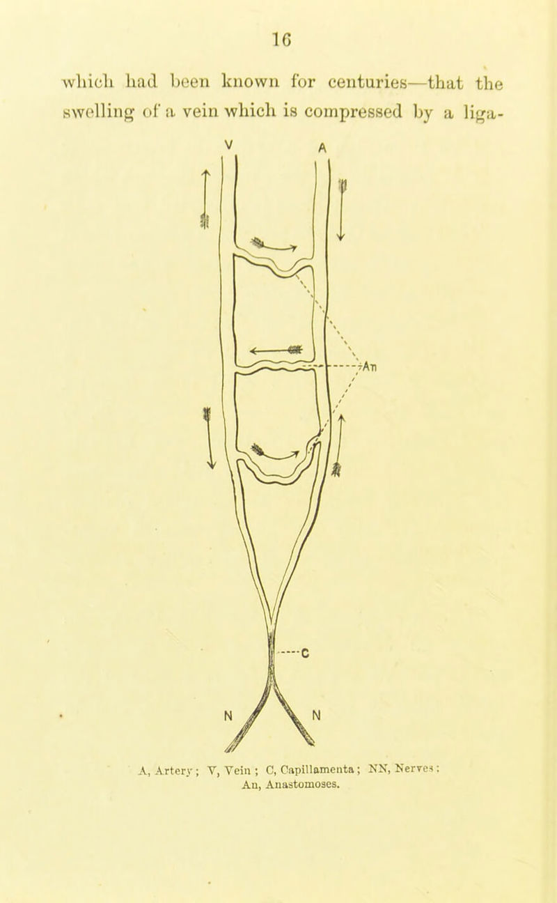 whicli had been known for centuries—that the swelling of a vein which is compressed by a liga- V A A, Artery ; V, Vein ; C, Capillamenta; NX, Nerves: An, Anastomoses.