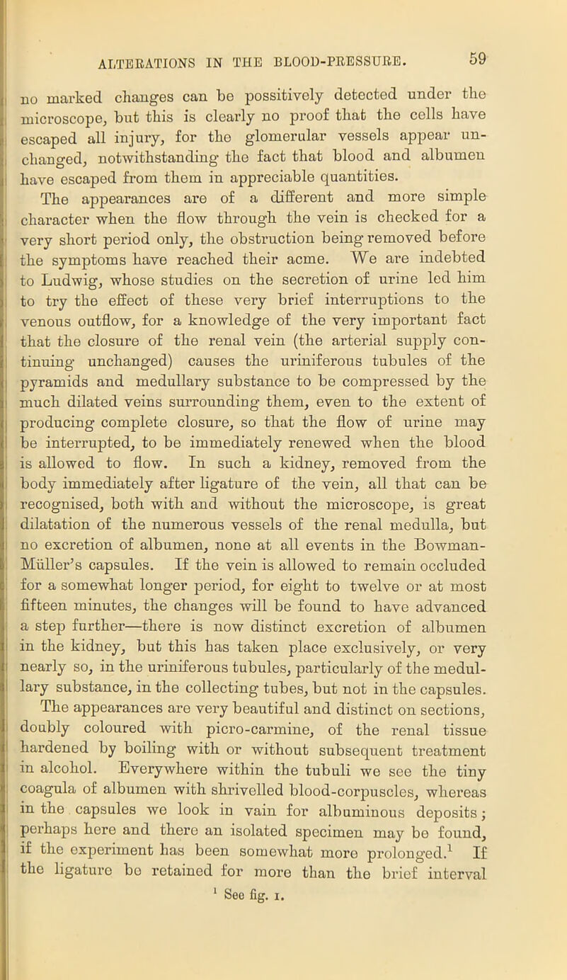 I no marked changes can be possitively detected under the 1 microscope, but this is clearly no proof that the cells have I escaped all injury, for the glomerular vessels appear un- I changed, notwithstanding the fact that blood and albumen i have escaped from them in appreciable quantities. The appearances are of a different and more simple I character when the flow through the vein is checked for a ' very short period only, the obstruction being removed before I the symptoms have reached their acme. We are indebted I to Ludwig, whose studies on the secretion of urine led him 1 to try the effect of these very brief interruptions to the i venous outflow, for a knowledge of the very important fact that the closure of the renal vein (the arterial supply con- I tinuing unchanged) causes the uriniferous tubules of the I pyramids and medullary substance to be compressed by the i much dilated veins surrounding them, even to the extent of j producing complete closure, so that the flow of urine may I be interrupted, to be immediately renewed when the blood i is allowed to flow. In such a kidney, removed from the I body immediately after ligature of the vein, all that can be i recognised, both with and without the microscope, is great dilatation of the numerous vessels of the renal medulla, but no excretion of albumen, none at all events in the Bowman- Miiller’s capsules. If the vein is allowed to remain occluded for a somewhat longer period, for eight to twelve or at most fifteen minutes, the changes will be found to have advanced a step further—there is now distinct excretion of albumen in the kidney, but this has taken place exclusively, or very nearly so, in the uriniferous tubules, particularly of the medul- lary substance, in the collecting tubes, but not in the capsules. The appearances are very beautiful and distinct on sections, doubly coloured with picro-carmine, of the renal tissue hardened by boiling with or without subsequent treatment in alcohol. Everywhere within the tubuli we see the tiny coagula of albumen with shrivelled blood-corpuscles, whei’eas in the capsules we look in vain for albuminous deposits; perhaps here and there an isolated specimen may be found, if the experiment has been somewhat more prolonged.^ If the ligature bo retained for more than the bi’ief interval ‘ See fig. I.