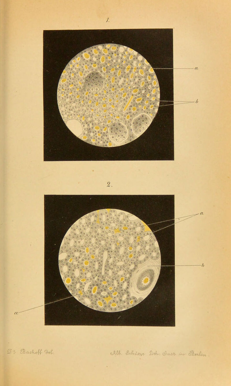 rt Q i- SB cccli,0-ff 'B'tf'. cJ.iu'fc- •■■-v