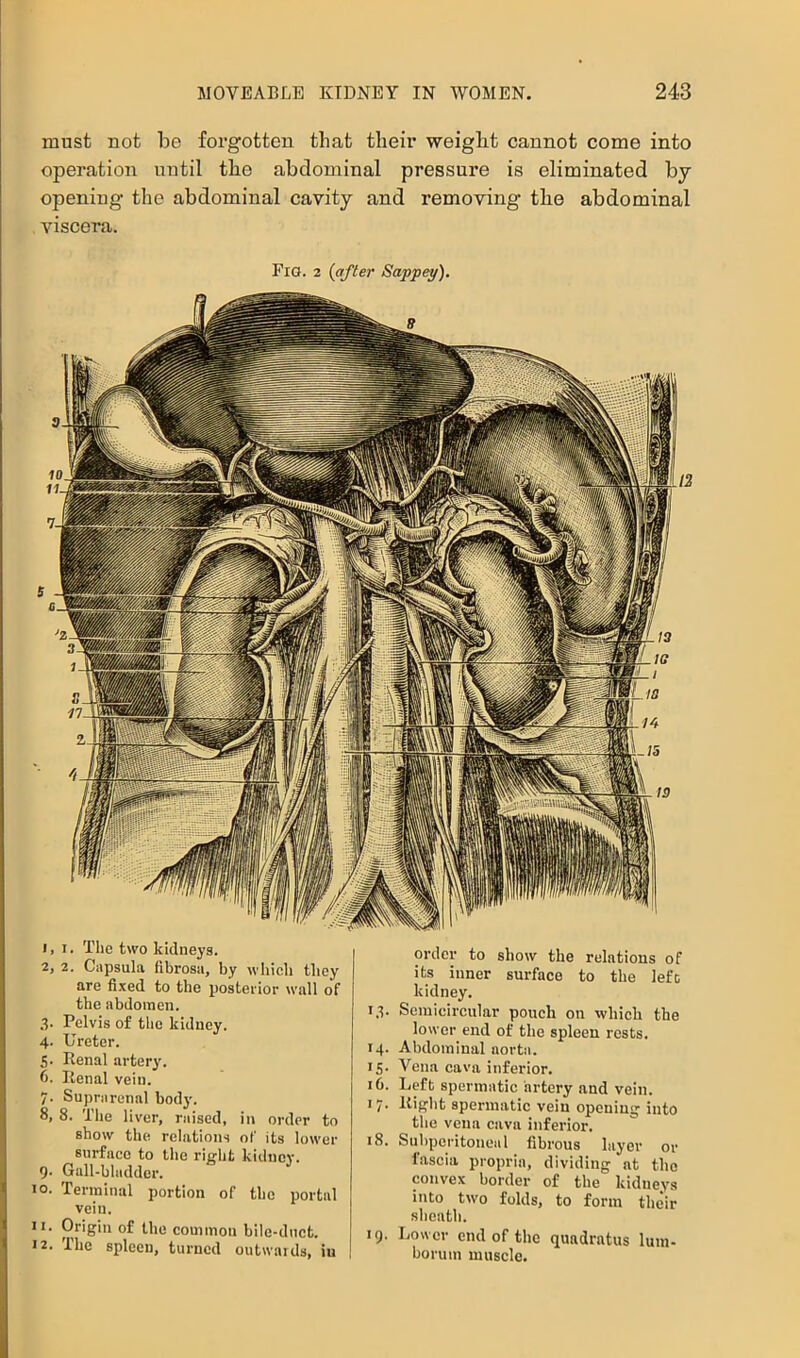 must not be forgotten that their weight cannot come into operation until the abdominal pressure is eliminated by opening the abdominal cavity and removing the abdominal Adscera. Fig. 2 (after Sappey), 1,1. The two kidneys. 2. 2. Capsula fibrosa, by wliicli they are fixed to the pokeiior wall of the abdoitien. 3. Pelvis of the kidney. 4. Ureter. 5. Renal arterj’. 6. Renal vein. 7. Suprarenal bod}'. 8. 8. The liver, raised, in order to show the relations of its lower surface to the right kidney. 9. Gall-bladder. 10. Terminal portion of the portal vein. 11. Origin of the common bile-duct. 12. Ihe spleen, turned outwaids, in order to show the relations of its inner surface to the lefs kidney. 1.3. Semicircular pouch on which the lower end of the spleen rests. 14. Abdominal aorta. 15. Vena cava inferior. iC. Left spermatic artery and vein. 17. Right spermatic vein opening into the vena cava inferior. 18. Subperitonea 1 fibrous layer or fascia propria, dividing at the convex border of the kidneys into two folds, to form their sheath. 19. Lower end of the qundratus lum- borum muscle.
