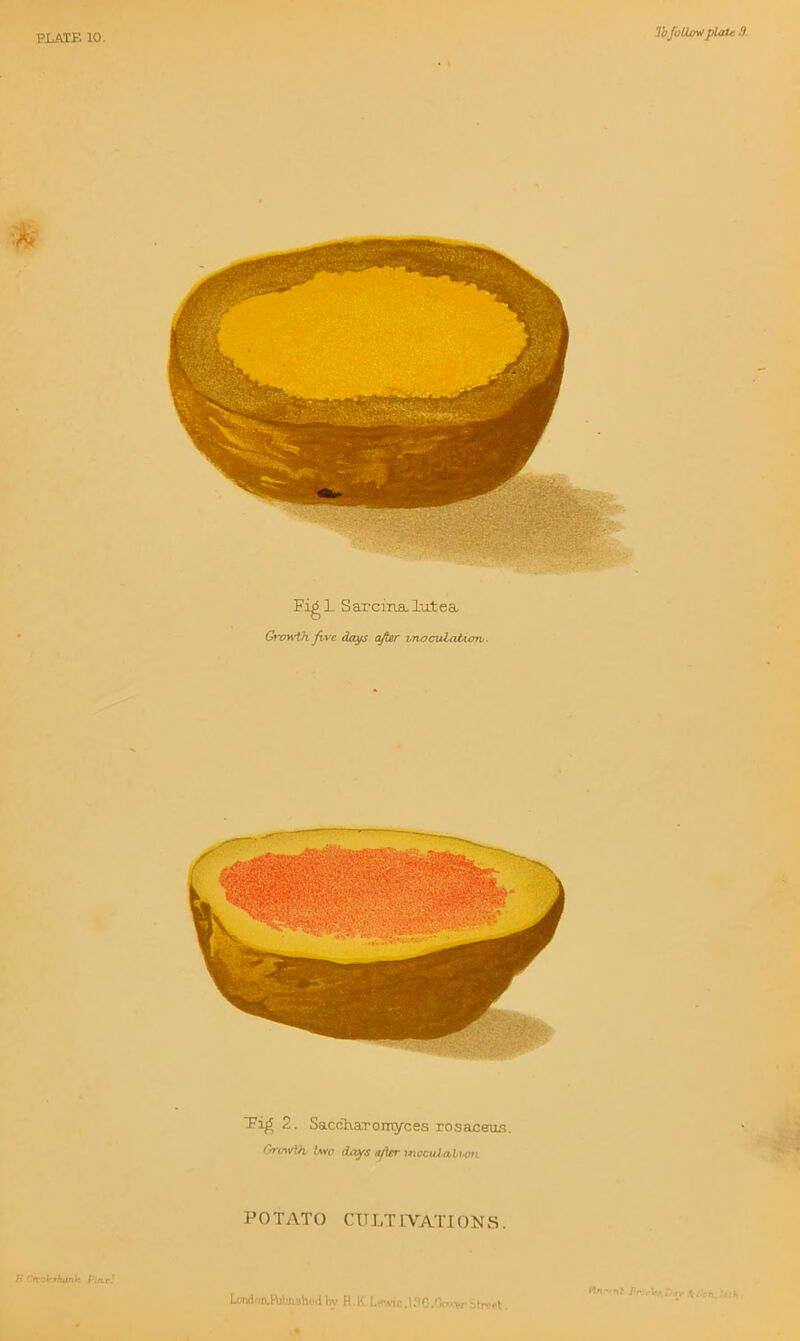 PXATE 10. lb followplaU 3. Fig^l SaTcina.lu.tea Growth fwc dojfs afltr vnooulaJUon. Ti^ 2. Sacdhaxoinyces rosaceus. Onnvlh two days a/lcr mocuialtan POTATO CULT IVATI ON S. Hn~nf Fr.,-^/X.n h-i- K i'rrok*hank Putr' London.Rjhii8htil by H.K.Lk-mh.ISC-Ow-er Strcpl