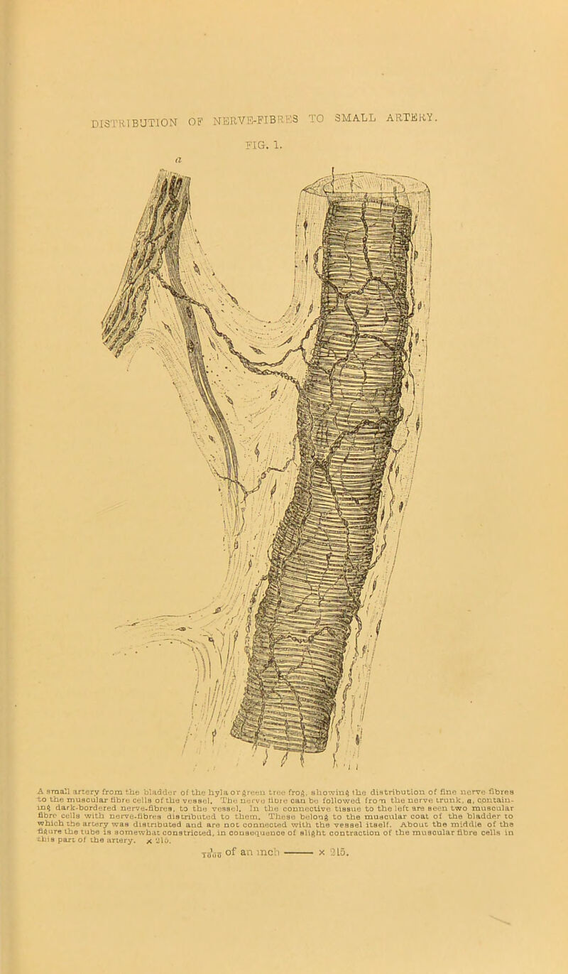 distribution op NERVE-PIBRK3 TO SMALL ARTERY. PIG. 1. a A small artery from the bladder of the hylaor^reeii tree fro^. showing the distribution of fine nerve fibres to the muscular fibre Cells of the vessel. The nerve fibre can bo followed from the nerve trunk, a, contain- ing dark-bordered ncrve-fibres, to the vessel. In the connective tlsavie to the left are seen two muscular fibre cells with nerve-fibres disinbuted to them. These belong to the muscular coat of the bladder to which the artery was disinbuted and are not connected with the vessel itself. About tbe middle of the figure the tube is somewhat constricted, in consequence of slight contraction of the muscular fibre cells in this part of tbe artery, x ‘-Jib.