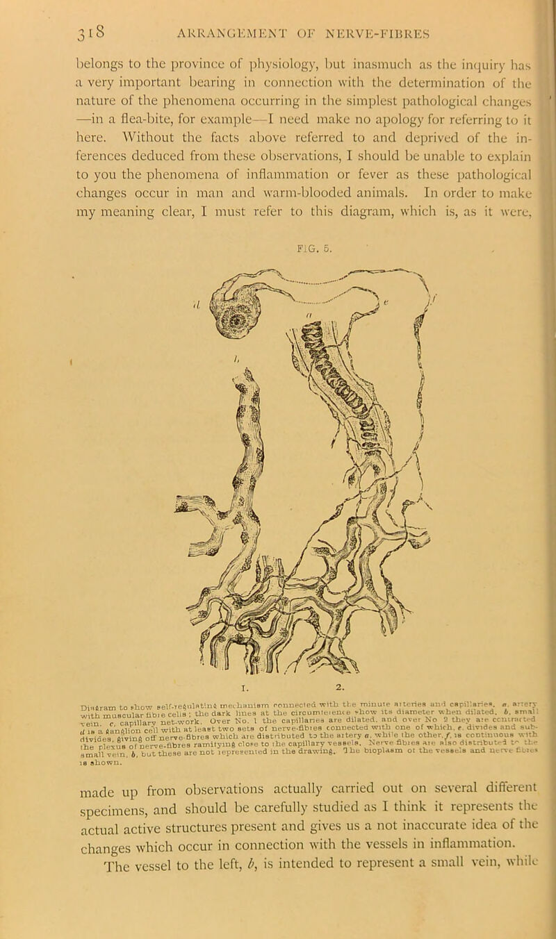 belongs to the province of physiology, but inasmuch as the iiKjuiry has a very important bearing in connection with the determination of the nature of the phenomena occurring in the simplest pathological changes —in a flea-bite, for example—I need make no apology for referring to it here. Without the facts above referred to and deprived of the in- ferences deduced from these observations, I should be unable to explain to you the phenomena of inflammation or fever as these pathological changes occur in man and warm-blooded animals. In order to make my meaning clear, I must refer to this diagram, which is, as it were. FiG. 5. I. 2. made up from observations actually carried out on several different specimens, and should be carefully studied as 1 think it represents the > actual active structures present and gives us a not inaccurate idea of the 1 changes which occur in connection with the vessels in inflammation. The vessel to the left, b, is intended to represent a small vein, while niniram to Fbow peU-re6nlnt;uS tnecluiuism connected vcltb tl.e minute nitenea and capiliarie. n tkrtery wthmuBCularlibie celts; the dark lines at the ciroumleience show its diameter when dilated, b. sm.ai: vein c capillar-7 net-work. Over No. 1 the capillanea are dilated, and over No 2 they ate ccutnitt.-d ,t IS a Iltinslion ce'll with at least two sets of nerve-flbies connected with one of which, c. divides and suN divides aivinS offnerve-eores which ate distnbuted to the aitery a. while the oUler./. is continuous with ihr rleius of nerve-abres ramilyinft close to the capillary vessels. Nerve flbies aie also distributed tc the small vein. 6. but these are not lepresenied in the drawing. The bioplasm of the vessels and nerve fibies le ahowu.