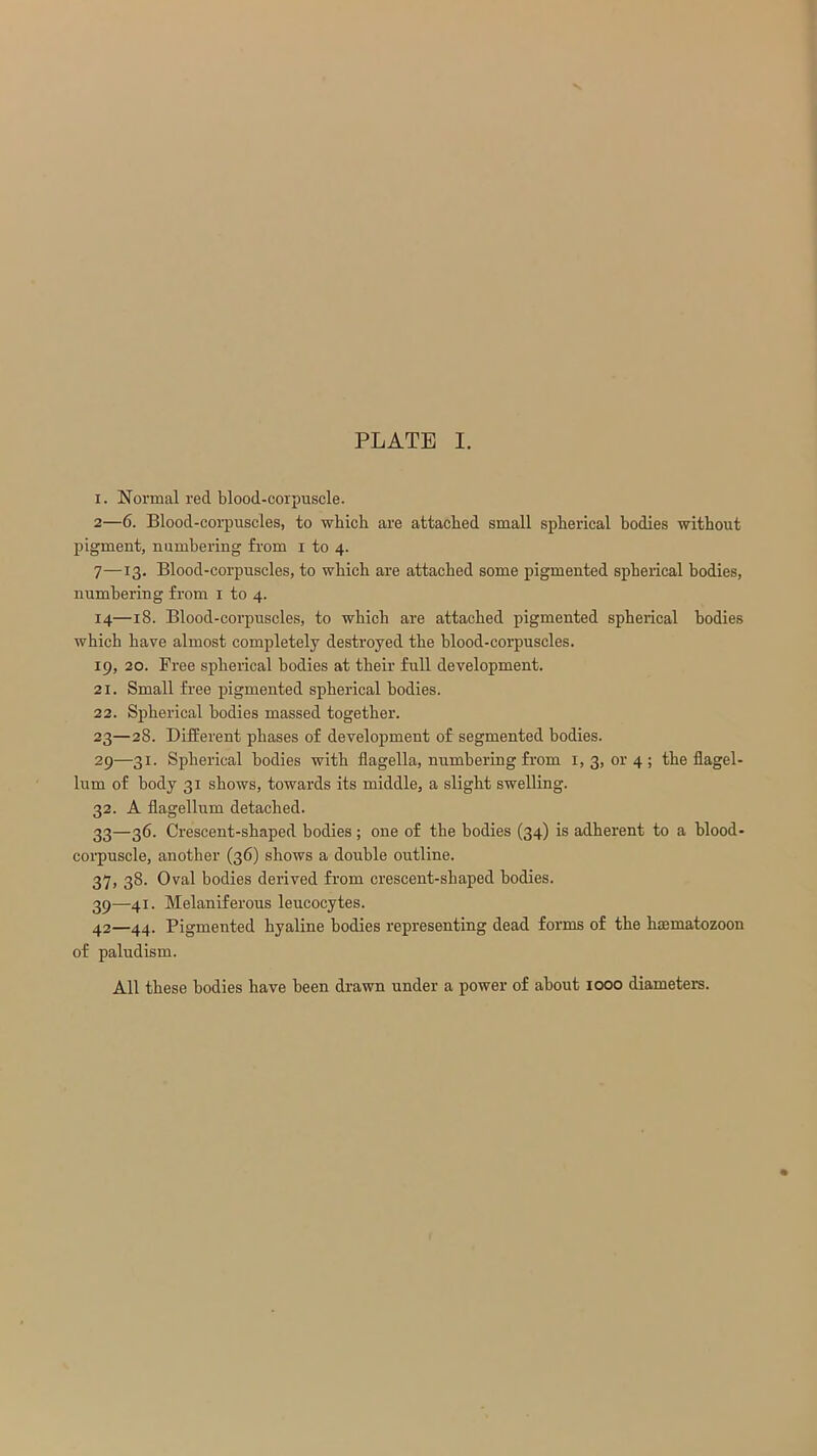 PLATE I. i. Normal red blood-corpuscle. 2—6. Blood-corpuscles, to which are attached small spherical bodies without pigment, numbering from i to 4. 7—13. Blood-corpuscles, to which are attached some pigmented spherical bodies, numbering from 1 to 4. 14—18. Blood-corpuscles, to which are attached pigmented spherical bodies which have almost completely destroyed the blood-corpuscles. 19, 20. Free spherical bodies at their full development. 21. Small free pigmented spherical bodies. 22. Spherical bodies massed together. 23—28. Different phases of development of segmented bodies. 29—31. Spherical bodies with flagella, numbering from 1, 3, or 4 ; the flagel- lum of body 31 shows, towards its middle, a slight swelling. 32. A flagellum detached. 33—36- Crescent-shaped bodies ; one of the bodies (34) is adherent to a blood- corpuscle, another (36) shows a double outline. 37, 38. Oval bodies derived from crescent-shaped bodies. 39—41. Melaniferous leucocytes. 42—44. Pigmented hyaline bodies representing dead forms of the hsematozoon of paludism. All these bodies have been drawn under a power of about 1000 diameters.