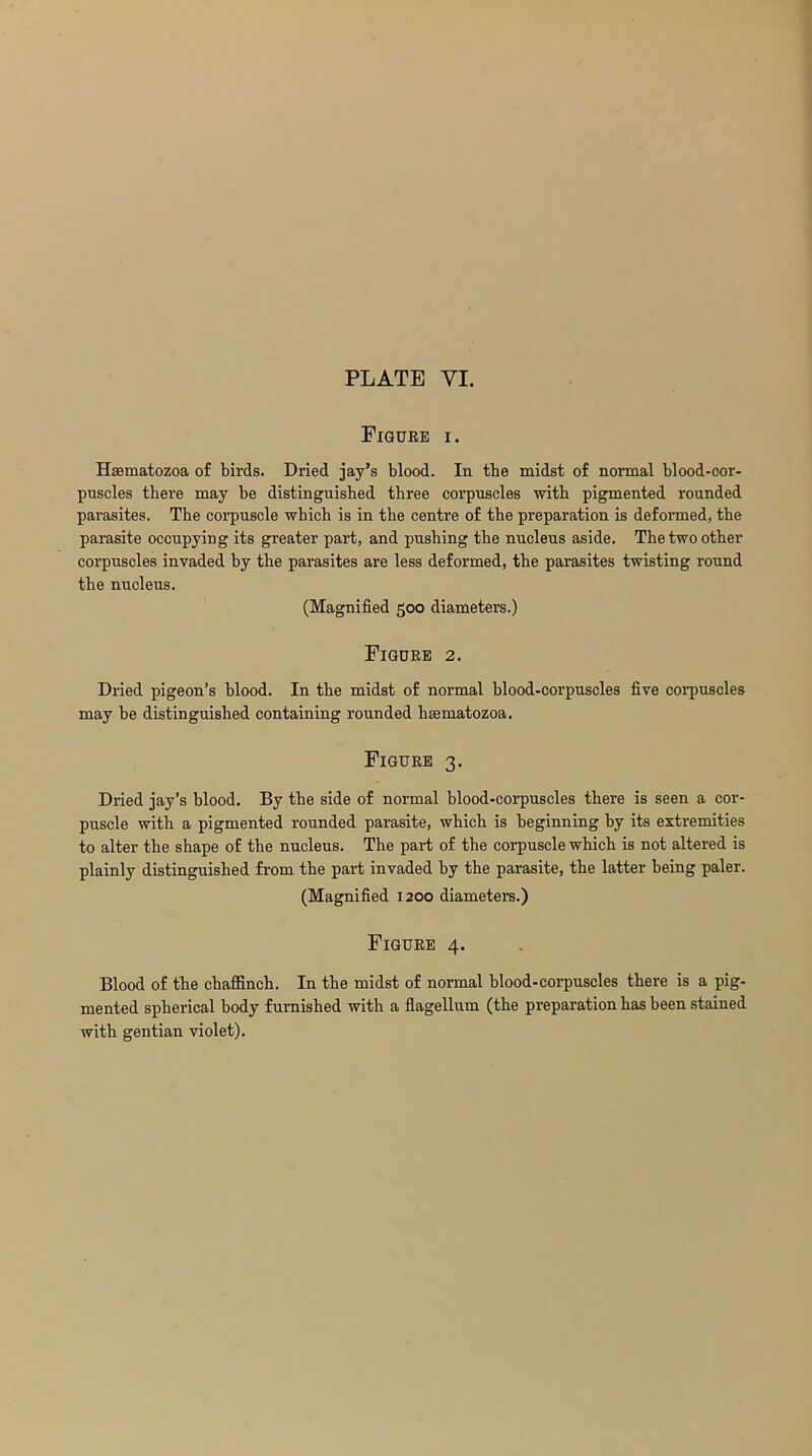 Figure i. Haematozoa of birds. Dried jay’s blood. In the midst of normal blood-oor- puscles there may be distinguished three corpuscles with pigmented rounded parasites. The corpuscle which is in the centre of the preparation is deformed, the parasite occupying its greater part, and pushing the nucleus aside. The two other corpuscles invaded by the parasites are less deformed, the parasites twisting round the nucleus. (Magnified goo diameters.) Figure 2. Dried pigeon’s blood. In the midst of normal blood-corpuscles five corpuscles may be distinguished containing rounded haematozoa. Figure 3. Dried jay’s blood. By the side of normal blood-corpuscles there is seen a cor- puscle with a pigmented rounded parasite, which is beginning by its extremities to alter the shape of the nucleus. The part of the corpuscle which is not altered is plainly distinguished from the part invaded by the parasite, the latter being paler. (Magnified 1200 diameters.) Figure 4. Blood of the chaffinch. In the midst of normal blood-corpuscles there is a pig- mented spherical body furnished with a flagellum (the preparation has been stained with gentian violet).