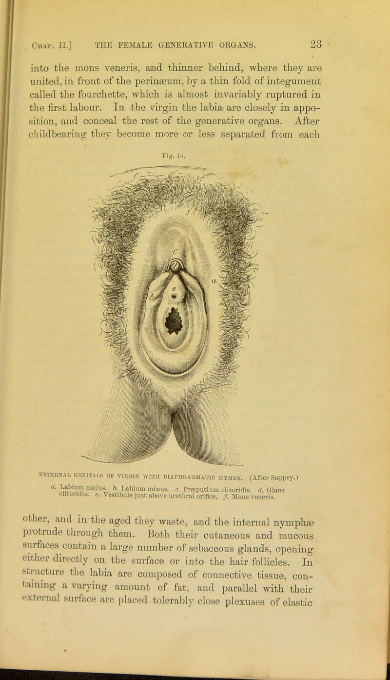 into the mons veneris, and thinner behind, where they are united, in front of the perinasum, by a thin fold of integument called the fourchette, which is almost invariably ruptured in the first labour. In the virgin the labia are closely in appo- sition, and conceal the rest of the generative organs. After childbearing tliey become more or less separated from each Pig. 14. EXTKnN-AL (JE.VrrAIii OF VIRGIN- WITH DIAPHRAGMATIC HYMEN. (After Sappey.) a. Labium majii.s.^ b. Labium minus, c. Prreputium cUtoridis. d. Glaus ciitonilis. e. Vestibule just above uretliral orifice. /. Mons veneris. othei, and in the aged they waste, and the internal nymphm protiude through them. Both their cutaneous and mucous surfaces contain a large number of sebaceous glands, opening either directly on the surface or into the hair follicles. In structure the labia are composed of connective tissue, con- taining a varying amount of fat, and parallel with their external surface are placed toleralily close plexuses of elastic