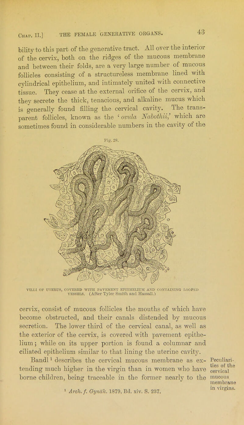 bility to this part of the generative tract. All over the interior of the cervix, both on the ridges of the mucons membrane and betAveen their folds, are a very large number of raucous follicles consisting of a structureless membrane lined with cylindrical epithelium, and intimately united with connective tissue. They cease at the external orifice of the cervix, and they secrete the thick, tenacious, and alkaline mucus which is generally found filling the cervical cavity. The trans- parent follicles, known as the ‘ ovula Nahothii,’ which are sometimes found in considerable numbers in the cavity of the Fig. 28. YlU.l OF U'I'EUUS, COVERED WITH PAVEMENT EPITHELIUJt AND CONT’AINING LOOPED ■^^•:SSELS. (After Tyler Smith and Hassall.) cervix, consist of mucous follicles the mouths of which have become obstructed, and their canals distended by mucous secretion. The lower third of the cervical canal, as well as the exterior of the cervix, is covered Avith pavement epithe- lium ; while on its upper portion is found a columnar and ciliated epithelium similar to that lining the uterine cavitjL Bandl ‘ describes the cervical mucous membrane as ex- tending much higher in the virgin than in women avIio have borne children, being traceable in the former nearly to the ' Arch. f. Oyniih. 1879, Bel. xiv. S. 2.87. Peculiari- ties of the cervical mucous membrano in virgins.