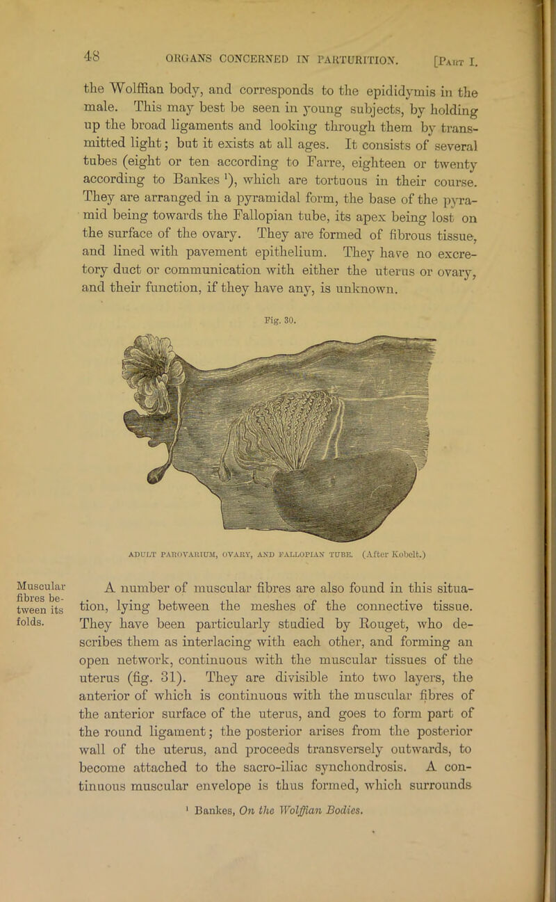 Muscular fibres be- tween its folds. 4‘8 OKGANS CONCERNED IN PARTURITION. [Pakt I, the Wolffian body, and corresponds to the epididymis in the male. This may best be seen in young subjects, by holding up the broad ligaments and looking through them by trans- mitted light; but it exists at all ages. It consists of several tubes (eight or ten according to Farre, eighteen or twenty according to Bankes ^), which are tortuous in their course. They are arranged in a pyramidal form, the base of the pyra- mid being towards the Fallopian tube, its apex being lost on the surface of the ovary. They are formed of fibrous tissue, and lined with pavement epithelium. They have no excre- tory duct or communication with either the uterus or ovary, and their function, if they have any, is unknown. Pig. 30. AUL'I/r PAnOVAIlIUM, OVARY, AXD FALLOPIAN’ TUBE. (After Kobelt.) A number of muscular fibres are also found in this situa- tion, lying between the meshes of the connective tissue. They have been particularly studied by Rouget, who de- scribes them as interlacing with each other, and forming an open network, continuous with the muscular tissues of the uterus (fig. 31). They are divisible into two layers, the anterior of which is continuous with the muscular fibres of the anterior surface of the uterus, and goes to form part of the round ligament; the posterior arises from the posterior wall of the uterus, and proceeds transversely outwards, to become attached to the sacro-iliac synchondrosis. A con- tinuous muscular envelope is thus formed, which surrounds ‘ Bankes, On the Wolffian Bodies.
