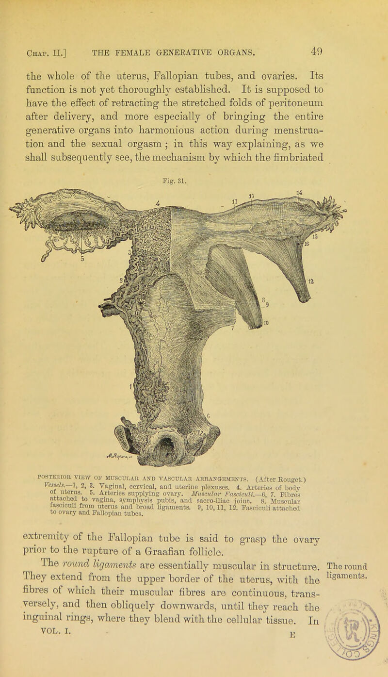 tlie whole of the uterus. Fallopian tubes, and ovaries. Its function is not yet thoroughly established. It is supposed to have the effect of retracting the stretched folds of peritoneum after delivery, and more especially of bringing the entire generative organs into harmonious action during menstrua- tion and the sexual orgasm ; in this way explaining, as we shall subsequently see, the mechanism by which the fimbriated Fig. 31. POSTBIUOIl VIEW OP MUSCIJL.4.II A\D VASCULAR ARRANGEXCENTS. (AJtcr Rouget.) Vessels.—1, 2, 3. Vaginal, cervical, and uterine plexuses. 4. Arteries of body of uterus. 5. Arteries supplying ovary. Muscular Fasciculi.—6, 7. Fibres attached to vagina, symphysis pubis, and sacro-lliac joint. 8. Muscular fasciculi from uterus and broad ligaments. 9, 10, 11, 12. Fasciculi attached to ovary and Fallopian tubes. extremity of the Fallopian tube is said to grasp the ovary prior to the rupture of a Graafian follicle. The round lirjaments are essentially muscular in structure. They extend from the upper border of the uterus, with the fibres of which their muscular fibres are continuous, trans- versely, and then obliquely downwards, until they reach the inguinal rings, where they blend with the cellular tissue. In VOL. I. ,, The round ligaments.