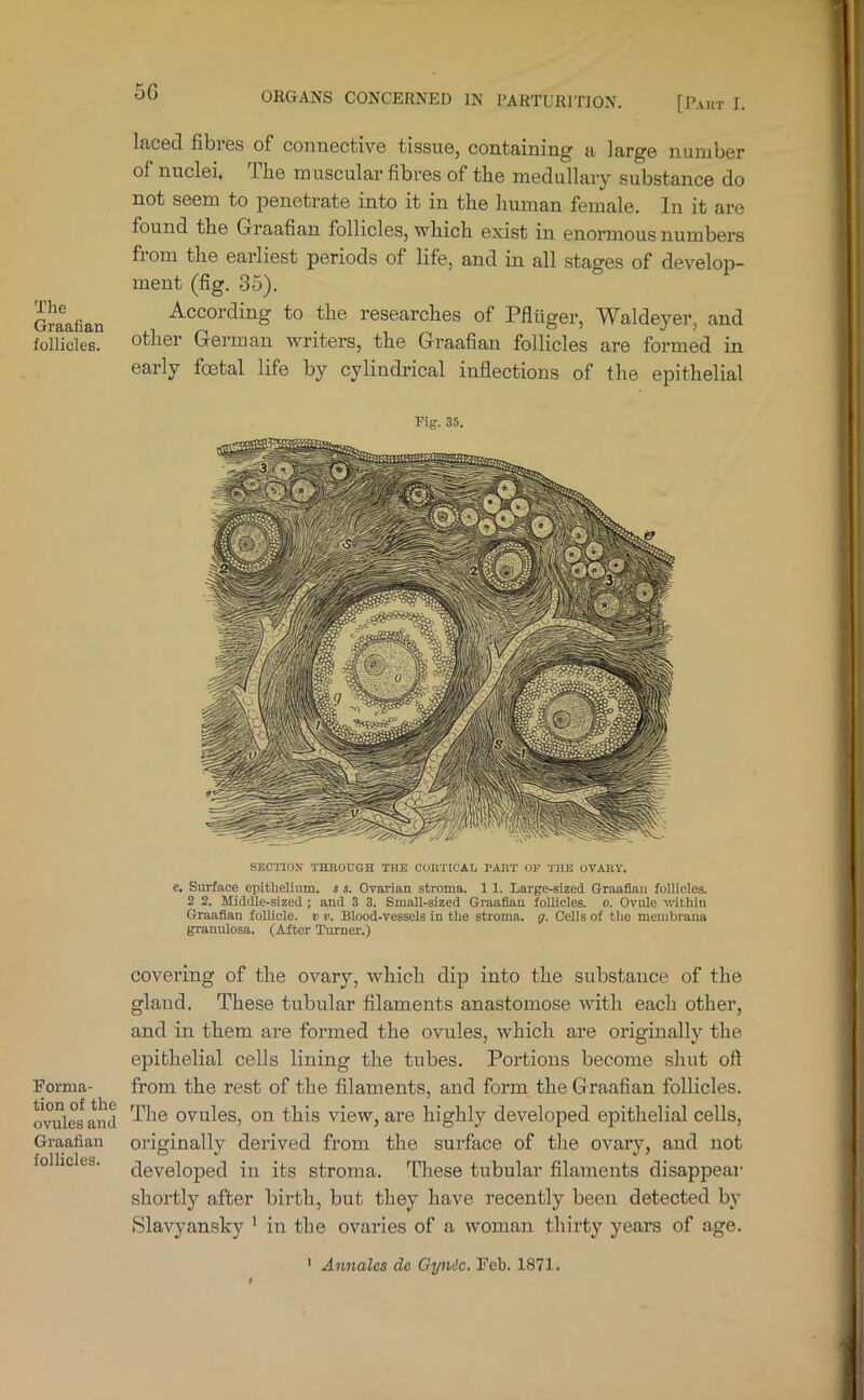 5G [Paut I. The Graafian follicles. Forma- tion of the ovules and Graafian follicles. laced fibres of connective tissue, containing a large number of nuclei. The muscular fibres of the medullary substance do not seem to penetrate into it in the human female. In it are found the Graafian follicles, which exist in enormous numbers from the earliest periods of life, and in all stages of develop- ment (fig. 35). According to the researches of Pfliiger, Waldeyer, and other German writers, the Graafian follicles are formed in early foetal life by cylindrical inflections of the epithelial Fig. 35. SECTIOX THROUGH THE CORTICAL PART OP THE OVARY. c. Surface epithelium, i s. Ovarian stroma. 11. Large-sized Graafian follicles. 2 2. Middle-sized; and 3 3. Small-sized Graafian follicles, o. Ovule \\dthln Graafian follicle. » ». Blood-vessels in the stroma, g. Cells of the membrana granulosa. (After Turner.) covering of the ovary, which dip into the substance of the gland. These tubular filaments anastomose with each other, and in them are formed the ovules, which are originally the epithelial cells lining the tubes. Portions become shut oft from the rest of the filaments, and form the Graafian follicles. The ovules, on this view, are highly developed ejiithelial cells, originally derived from the surface of the ovary, and not developed in its stroma. These tubular filaments disappear shortly after birth, but they have recently been detected by Slavyansky * in the ovaries of a woman thirty yeai’s of age. ' Annales dc Gynic. Feb. 1871.