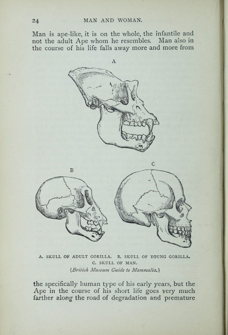 Man is ape-like, it is on the whole, the infantile and not the adult Ape whom he resembles. Man also in the course of his life falls away more and more from A A. SKULL OF ADULT GORILLA. B. SKULL OF YOUNG GORILLA. C. SKULL OF MAN. {British Museum Guide to Mammalia.) the Specifically human type of his early years, but the Ape in the course of his short life goes very much farther along the road of degradation and premature