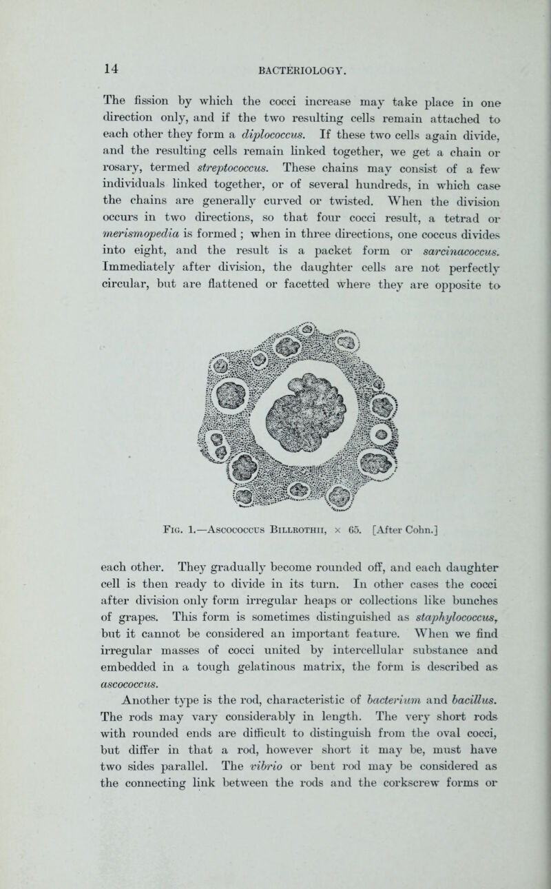 The fission by which the cocci increase may take place in one direction only, and if the two resulting cells remain attached to each other they form a diplococcus. If these two cells again divide, and the resulting cells remain finked together, we get a chain or rosary, termed streptococcus. These chains may consist of a few individuals finked together, or of several hundreds, in which case the chains are generally curved or twisted. When the division occurs in two directions, so that four cocci result, a tetrad or merismopedia is formed ; when in three directions, one coccus divides into eight, and the result is a packet form or sarcinacoccus. Immediately after division, the daughter cells are not perfectly circular, but are flattened or facetted where they are opposite to Fig. 1.—Ascococcus Billrothii, x 65. [After Cohn.] each other. They gradually become rounded off, and each daughter cell is then ready to divide in its turn. In other cases the cocci after division only form irregular heaps or collections like bunches of grapes. This form is sometimes distinguished as staphylococcusT but it cannot be considered an important feature. When we find irregular masses of cocci united by intercellular substance and embedded in a tough gelatinous matrix, the form is described as ascococcus. Another type is the rod, characteristic of bacterium and bacillus. The rods may vary considerably in length. The very short rods with rounded ends are difficult to distinguish from the oval cocci, but differ in that a rod, however short it may be, must have two sides parallel. The vibrio or bent rod may be considered as the connecting fink between the rods and the corkscrew forms or