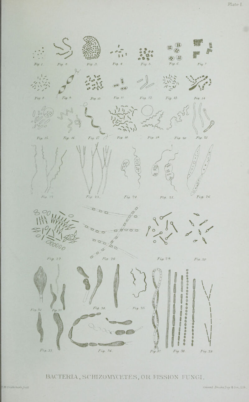 Plate I • /% vS .v;:V;:vA * •* . * * :*•# 085 w » r Fig./. Fig. Z. Fi# .5. Fig e *v 7 V •V \ N -* \ V \ **\ / y %»» -A \\ i>> Ff’ FUf s. ; A? -9 Fig to. Fia  Fig. 11 Fig. IS Fig. H BACTERIA, SCHIZOMYCETES, OR, FISSION FUNGI. S.Af Cradks'hanlc.fecil. scncenl Broohs.L'ay £ Son, Lilh .