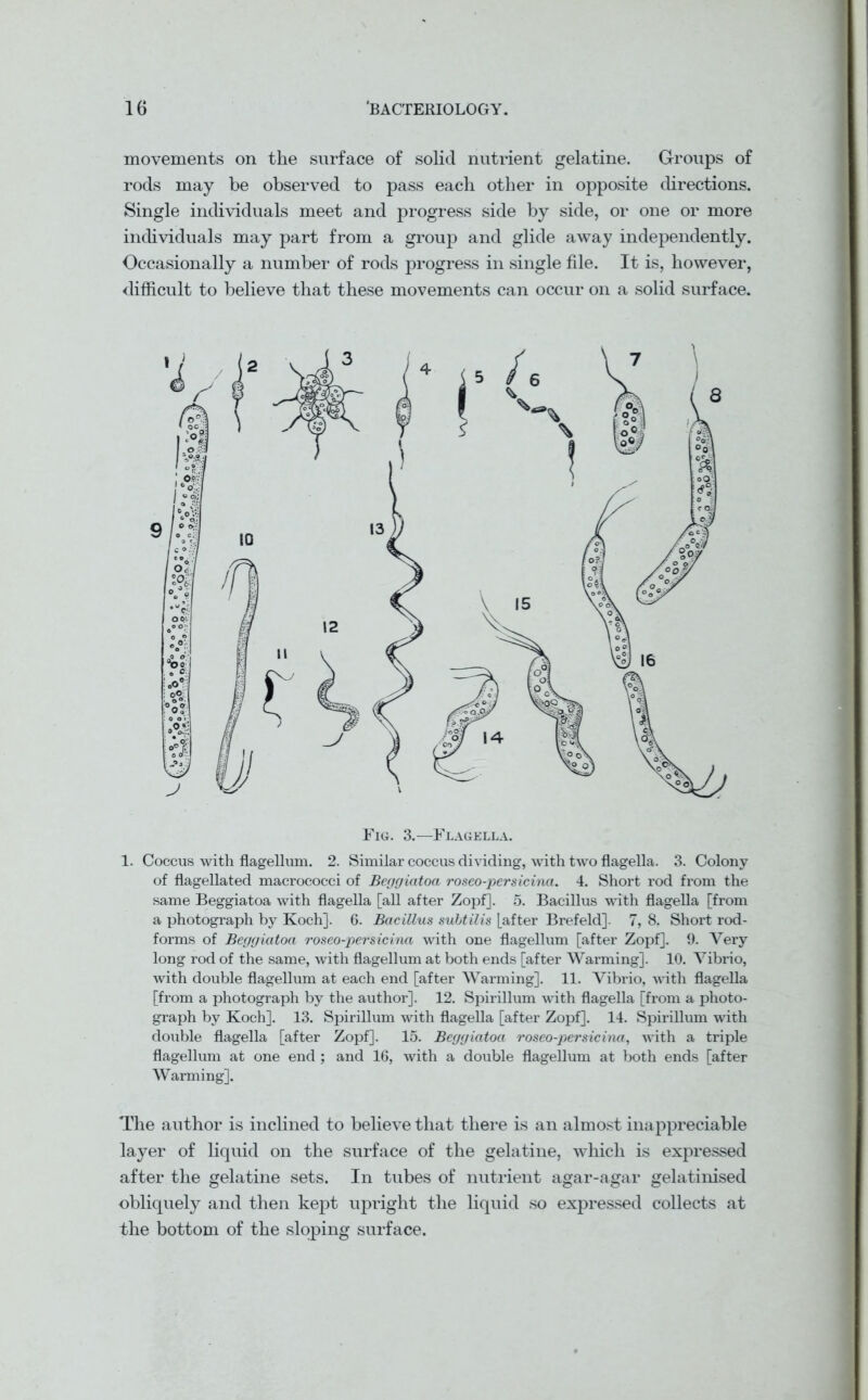 movements on the surface of solid nutrient gelatine. Groups of rods may be observed to pass each other in opposite directions. Single individuals meet and progress side by side, or one or more individuals may part from a group and glide away independently. Occasionally a number of rods progress in single file. It is, however, difficult to believe that these movements can occur on a solid surface. Fig. 3.—Flagella. 1. Coccus with flagellum. 2. Similar coccus dividing, with two flagella. 3. Colony of flagellated macrococci of Beggiatoa roseo-persicina. 4. Short rod from the same Beggiatoa with flagella [all after Zopf]. 5. Bacillus with flagella [from a photograph by Koch]. 6. BaciUus subtilis [after Brefeld]. 7, 8. Short rod- forms of Beggiatoa roseo-persicina with one flagellum [after Zopf]. 9. Very long rod of the same, with flagellum at both ends [after Warming]. 10. Vibrio, with double flagellum at each end [after Warming]. 11. Vibrio, with flagella [from a photograph by the author]. 12. Spirillum with flagella [from a photo- graph by Koch]. 13. Spirillum with flagella [after Zopf]. 14. Spirillum with double flagella [after Zopf]. 15. Beggiatoa roseo-persicina, with a triple flagellum at one end ; and 16, with a double flagellum at both ends [after Warming]. The author is inclined to believe that there is an almost inappreciable layer of liquid on the surface of the gelatine, which is expressed after the gelatine sets. In tubes of nutrient agar-agar gelatinised obliquely and then kept upright the liquid so expressed collects at the bottom of the sloping surface.