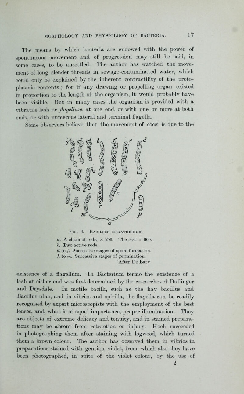 The means by which bacteria are endowed with the power of spontaneous movement and of progression may still be said, in some cases, to be unsettled. The author has watched the move- ment of long slender threads in sewage-contaminated water, which could only be explained by the inherent contractility of the proto- plasmic contents ; for if any drawing or propelling organ existed in proportion to the length of the organism, it would probably have been visible. But in many cases the organism is provided with a vibratile lash or flagellum at one end, or with one or more at both ends, or with numerous lateral and terminal flagella. Some observers believe that the movement of cocci is due to the Fig. 4.—Bacillus megatherium. а. A chain of rods, x 250. The rest x 600. б. Two active rods. d to /. Successive stages of spore-formation. h to m. Successive stages of germination. [After De Bary. existence of a flagellum. In Bacterium termo the existence of a lash at either end was first determined by the researches of Dallinger and Drysdale. In motile bacilli, such as the hay bacillus and Bacillus ulna, and in vibrios and spirilla, the flagella can be readily recognised by expert microscopists with the employment of the best lenses, and, what is of equal importance, proper illumination. They are objects of extreme delicacy and tenuity, and in stained prepara- tions may be absent from retraction or injury. Koch succeeded in photographing them after staining with logwood, which turned them a brown colour. The author has observed them in vibrios in preparations stained with gentian violet, from which also they have been photographed, in spite of the violet colour, by the use of 2