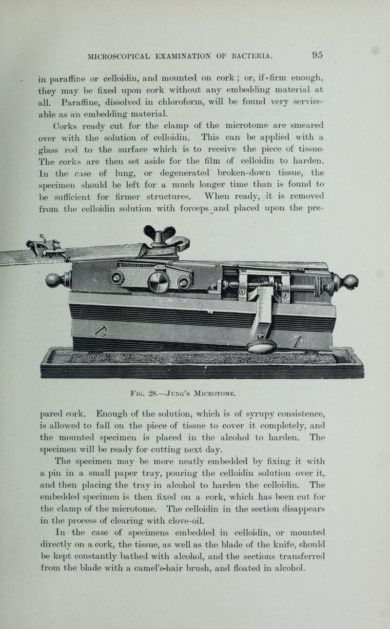 in paraffine or celloidin, and mounted on cork; or, if'firm enough, they may be fixed upon cork without any embedding material at all. Paraffine, dissolved in chloroform, will be found very service- able as an embedding material. Corks ready cut for the clamp of the microtome are smeared over with the solution of celloidin. This can be applied with a glass rod to the surface which is to receive the piece of tissue- The corks are then set aside for the film of celloidin to harden. In the case of lung, or degenerated broken-down tissue, the specimen should be left for a much longer time than is found to be sufficient for firmer structures. When ready, it is removed from the celloidin solution with forceps and placed upon the pre- Fig. 28.—Jung’s Microtome. pared cork. Enough of the solution, which is of syrupy consistence, is allowed to fall on the piece of tissue to cover it completely, and the mounted specimen is placed in the alcohol to harden. The specimen will be ready for cutting next day. The specimen may be more neatly embedded by fixing it with a pin in a small paper tray, pouring the celloidin solution over it, and then placing the tray in alcohol to harden the celloidin. The embedded specimen is then fixed on a cork, which has been cut for the clamp of the microtome. The celloidin in the section disappears in the process of clearing with clove-oil. In the case of specimens embedded in celloidin, or mounted directly on a cork, the tissue, as well as the blade of the knife, should be kept constantly bathed with alcohol, and the sections transferred from the blade with a camel’s-hair brush, and floated in alcohol.