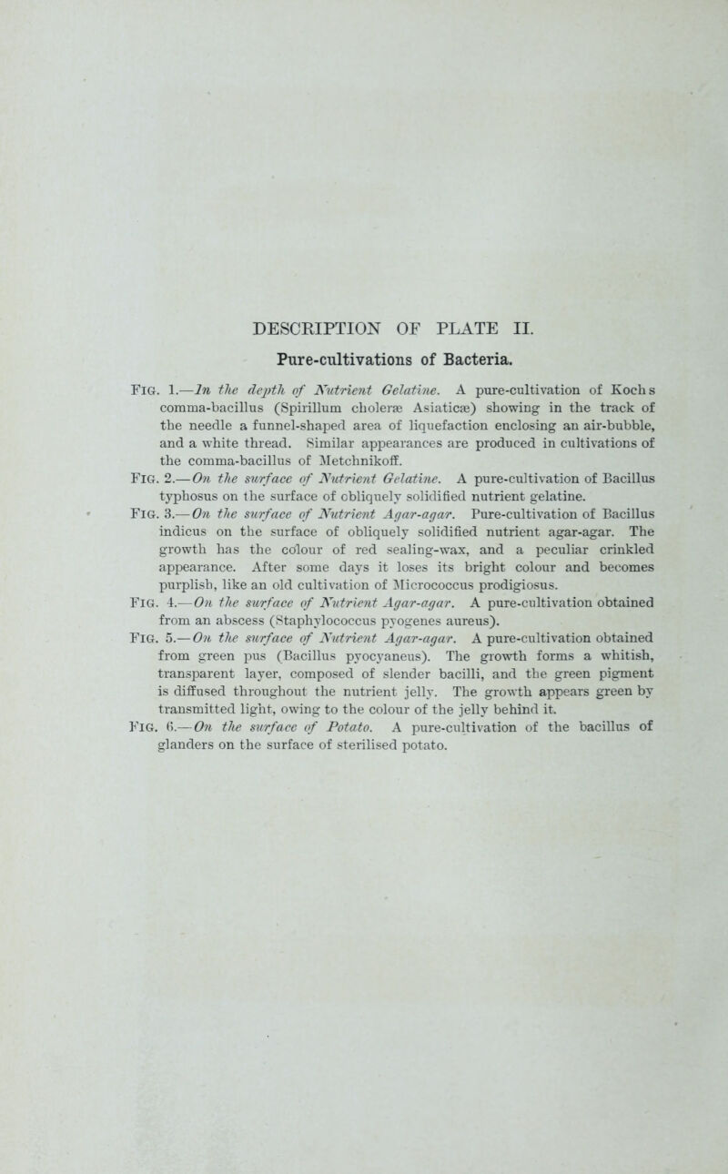 DESCRIPTION OF PLATE II. Pure-cultivations of Bacteria. Fig. 1.—In the depth of Nutrient Gelatine. A pure-cultivation of Kochs comma-bacillus (Spirillum cholerae Asiatic®) showing in the track of the needle a funnel-shaped area of liquefaction enclosing an air-bubble, and a white thread. Similar appearances are produced in cultivations of the comma-bacillus of Metchnikoff. Fig. 2.— On the surface of Nutrient Gelatine. A pure-cultivation of Bacillus typhosus on the surface of obliquely solidified nutrient gelatine. Fig. 3.— On the surface of Nutrient Agar-agar. Pure-cultivation of Bacillus indicus on the surface of obliquely solidified nutrient agar-agar. The growth has the colour of red sealing-wax, and a peculiar crinkled appearance. After some days it loses its bright colour and becomes purplish, like an old cultivation of Micrococcus prodigiosus. FlG. 4.—On the surface of Nutrient Agar-agar. A pure-cultivation obtained from an abscess (Staphylococcus pyogenes aureus). Fig. 5.— On the surface of Nutrient Agar-agar. A pure-cultivation obtained from green pus (Bacillus pyocyaneus). The growth forms a whitish, transparent layer, composed of slender bacilli, and the green pigment is diffused throughout the nutrient jelly. The growth appears green by transmitted light, owing to the colour of the jelly behind it. Fig. (5.—On the surface of Potato. A pure-cultivation of the bacillus of glanders on the surface of sterilised potato.