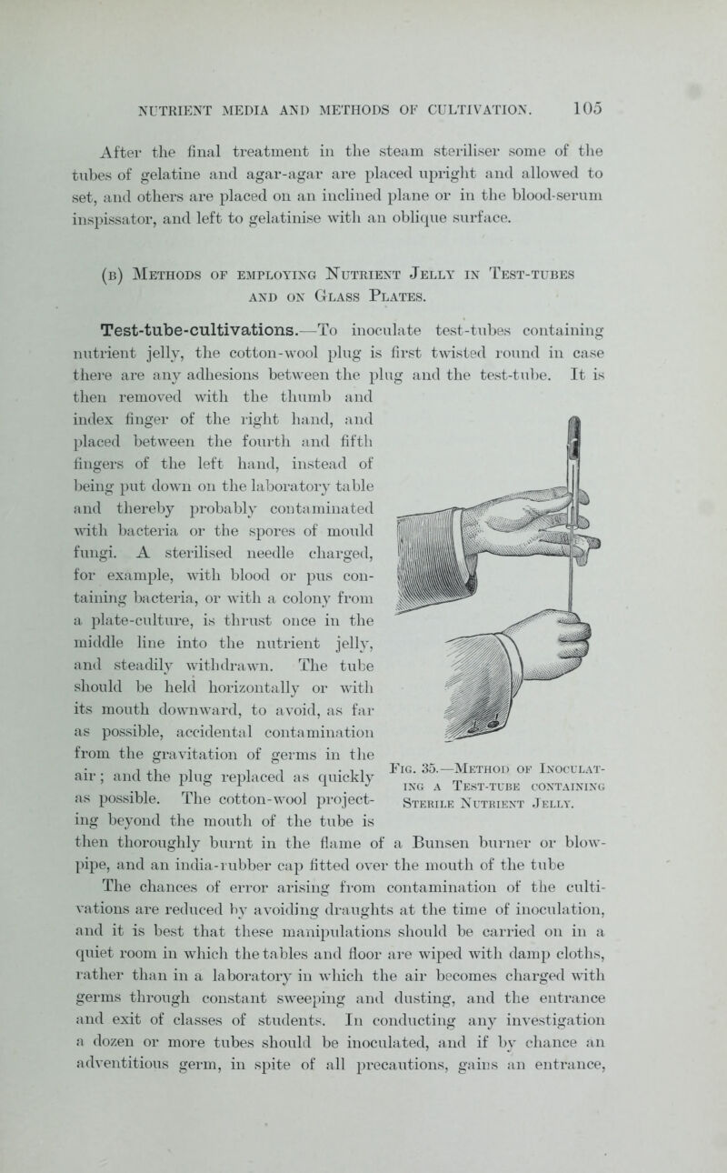 After the final treatment in the steam steriliser some of the tubes of gelatine and agar-agar are placed upright and allowed to set, and others are placed on an inclined plane or in the blood-serum inspissator, and left to gelatinise with an oblique surface. (b) Methods of employing Nutrient Jelly in Test-tubes and on Glass Plates. Test-tube-cultivations.—To inoculate test-tubes containing nutrient jelly, the cotton-wool plug is first twisted round in case there are any adhesions between the plug and the test-tube. It is then removed with the thumb and index finger of the right hand, and placed between the fourth and fifth fingers of the left hand, instead of being put down on the laboratory table and thereby probably contaminated with bacteria or the spores of mould fungi. A sterilised needle charged, for example, with blood or pus con- taining bacteria, or with a colony from a plate-culture, is thrust once in the middle line into the nutrient jelly, and steadily withdrawn. The tube should be held horizontally or with its mouth downward, to avoid, as far as possible, accidental contamination from the gravitation of germs in the air; and the plug replaced as quickly as possible. The cotton-wool project- ing beyond the mouth of the tube is then thoroughly burnt in the flame of a Bunsen burner or blow- pipe, and an india-rubber cap fitted over the mouth of the tube The chances of error arising from contamination of the culti- vations are reduced by avoiding draughts at the time of inoculation, and it is best that these manipulations should be carried on in a quiet room in which the tables and floor are wiped with damp cloths, rather than in a laboratory in which the air becomes charged with germs through constant sweeping and dusting, and the entrance and exit of classes of students. In conducting any investigation a dozen or more tubes should be inoculated, and if by chance an adventitious germ, in spite of all precautions, gains an entrance, Fig. 35.—Method of Inoculat- ing a Test-tube containing Sterile Nutrient Jelly.