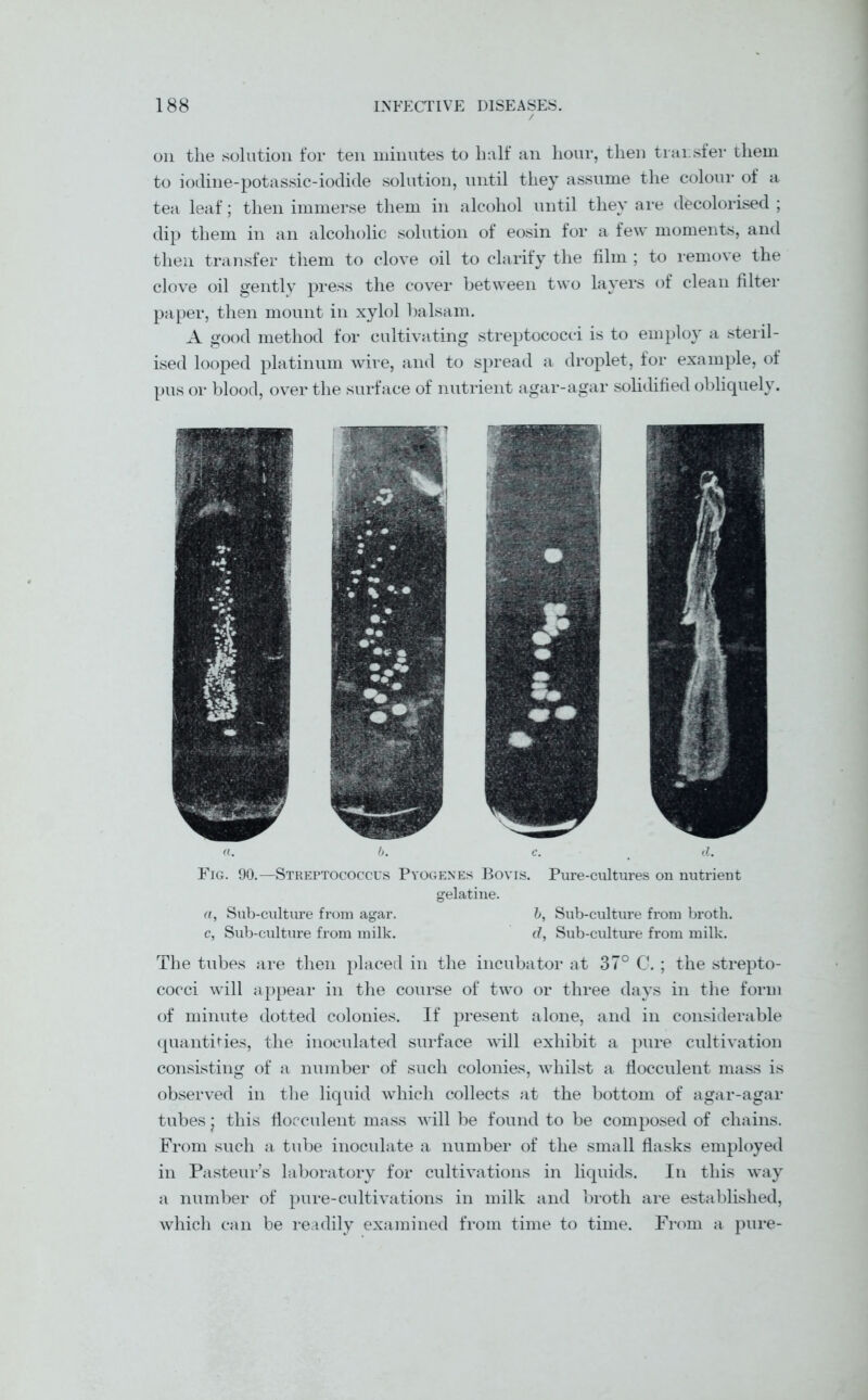 oil the solution for ten minutes to half an hour, then transfer them to iodine-potassic-iodide solution, until they assume the colour of a tea leaf; then immerse them in alcohol until they are decolorised ; dip them in an alcoholic solution of eosin for a few moments, and then transfer them to clove oil to clarify the film ; to remove the clove oil gently press the cover between two layers of clean filter paper, then mount in xylol balsam. A good method for cultivating streptococci is to employ a steril- ised looped platinum wire, and to spread a droplet, for example, of pus or blood, over the surface of nutrient agar-agar solidified obliquely. «. 6. c. _ tl. Fig. 90.—Streptococcus Pyogenes Bovis. Pure-cultures on nutrient gelatine. ft, Sub-culture from agar. b, Sub-culture from broth. c, Sub-culture from milk. d, Sub-culture from milk. The tubes are then placed in the incubator at 37° C. ; the strepto- cocci will appear in the course of two or three days in the form of minute dotted colonies. If present alone, and in considerable quantities, the inoculated surface will exhibit a pure cultivation consisting of a number of such colonies, whilst a flocculent mass is observed in the liquid which collects at the bottom of agar-agar tubes j this flocculent mass will be found to be composed of chains. From such a tube inoculate a number of the small flasks employed in Pasteur’s laboratory for cultivations in liquids. In this way a number of pure-cultivations in milk and broth are established, which can be readily examined from time to time. From a pure-