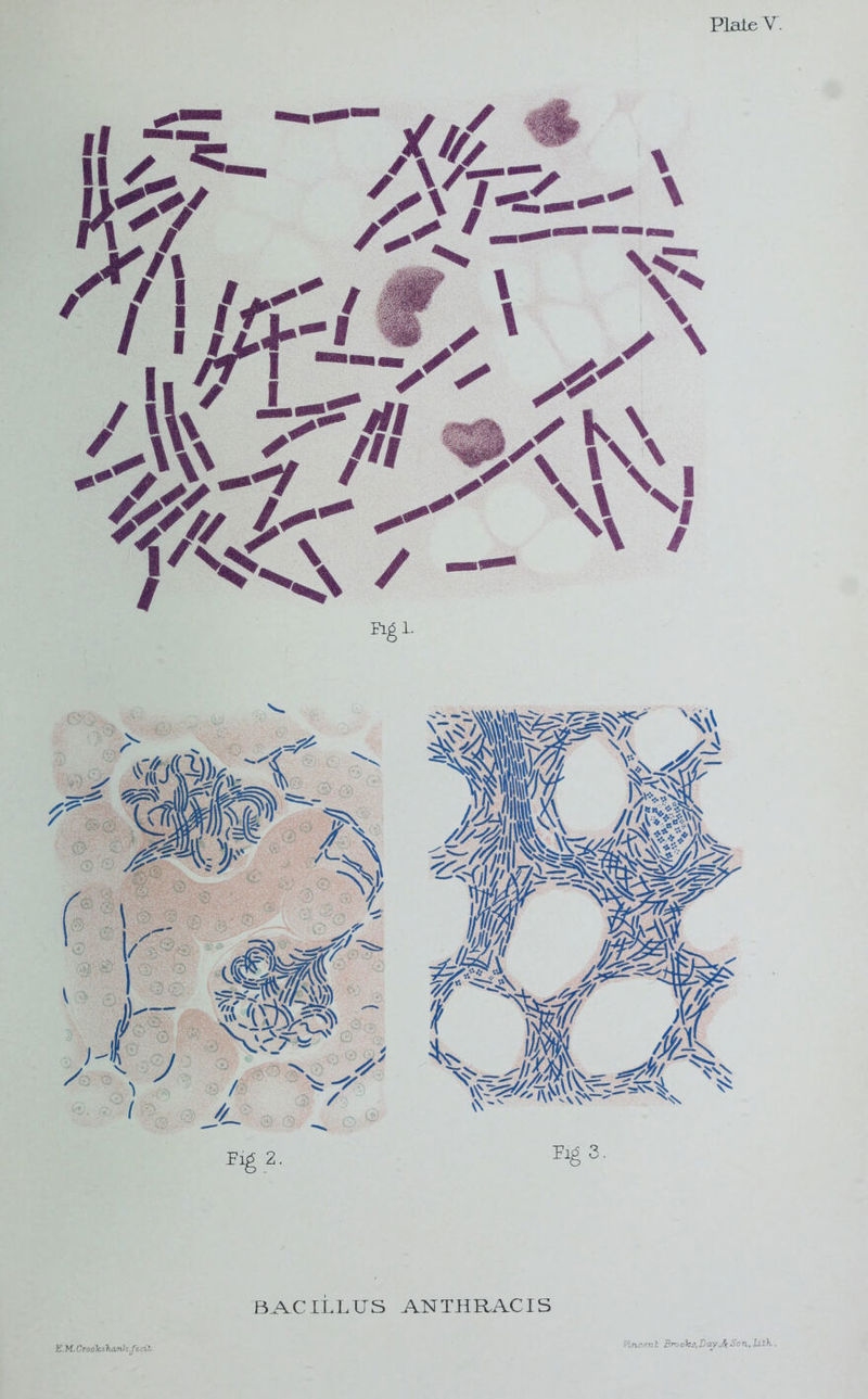 PlaLe V. BAC ILL US ANTHRACIS E.M. Croolcs hiznl: ,fe. cib, VLncen l Bro ole3, B ay So n, Lil\.