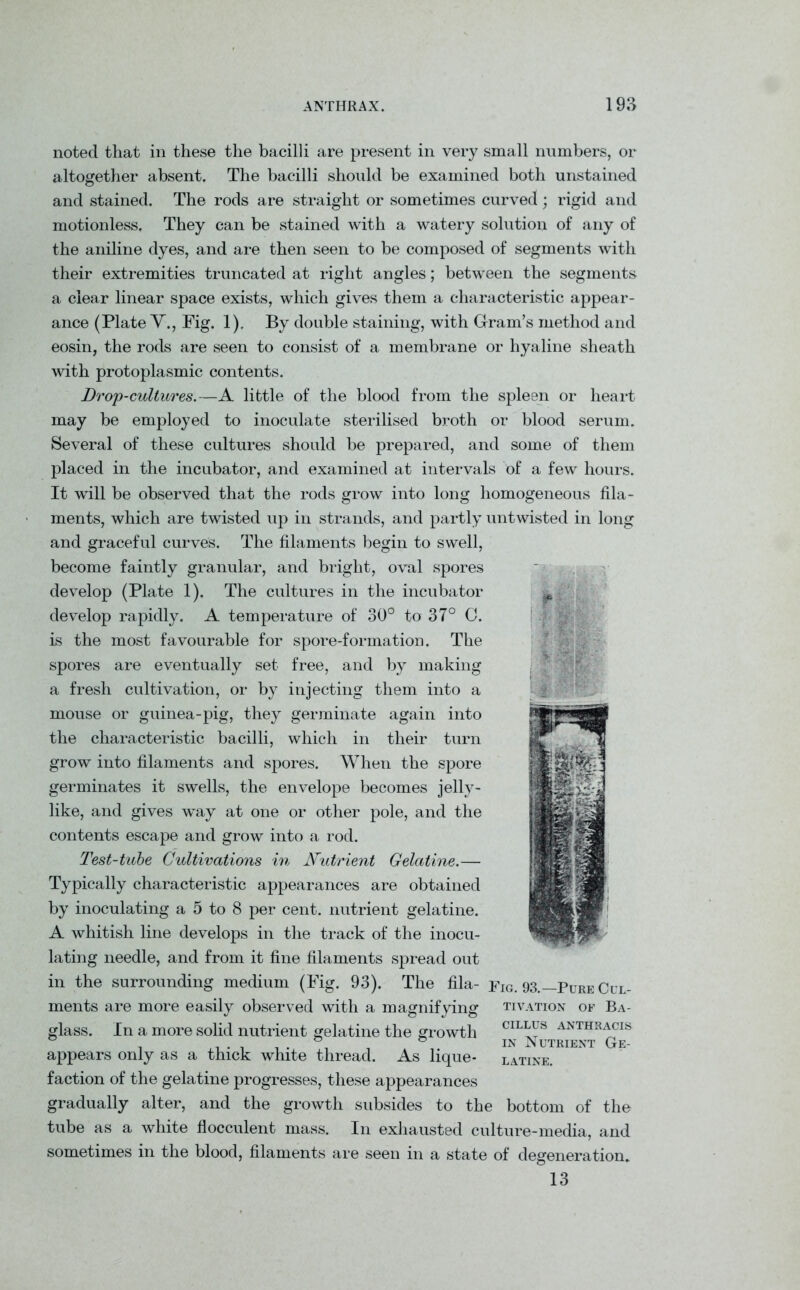 noted that in these the bacilli are present in very small numbers, or altogether absent. The bacilli should be examined both unstained and stained. The rods are straight or sometimes curved; rigid and motionless. They can be stained with a watery solution of any of the aniline dyes, and are then seen to be composed of segments with their extremities truncated at right angles; between the segments a clear linear space exists, which gives them a characteristic appear- ance (Plate V., Fig. 1). By double staining, with Gram’s method and eosin, the rods are seen to consist of a membrane or hyaline sheath with protoplasmic contents. Drop-cultures.—A little of the blood from the spleen or heart may be employed to inoculate sterilised broth or blood serum. Several of these cultures should be prepared, and some of them placed in the incubator, and examined at intervals of a few hours. It will be observed that the rods grow into long homogeneous fila- ments, which are twisted up in strands, and partly untwisted in long and graceful curves. The filaments begin to swell, become faintly granular, and bright, oval spores develop (Plate 1). The cultures in the incubator * develop rapidly. A temperature of 30° to 37° 0. is the most favourable for spore-formation. The spores are eventually set free, and by making a fresh cultivation, or by injecting them into a mouse or guinea-pig, they germinate again into the characteristic bacilli, which in their turn grow into filaments and spores. When the spore germinates it swells, the envelope becomes jelly- like, and gives way at one or other pole, and the contents escape and grow into a rod. Test-tube Cultivations in Nutrient Gelatine.— Typically characteristic appearances are obtained by inoculating a 5 to 8 per cent, nutrient gelatine. A whitish line develops in the track of the inocu- lating needle, and from it fine filaments spread out in the surrounding medium (Fig. 93). The fila- pIG> 93._pURE qul_ ments are more easily observed with a magnifying tivation of BA- glass. In a more solid nutrient gelatine the growth appears only as a thick white thread. As lique- faction of the gelatine progresses, these appearances gradually alter, and the growth subsides to the bottom of the tube as a white flocculent mass. In exhausted culture-media, and sometimes in the blood, filaments are seen in a state of degeneration. 13 CILLUS ANTHRACIS in Nutrient Ge- latine.