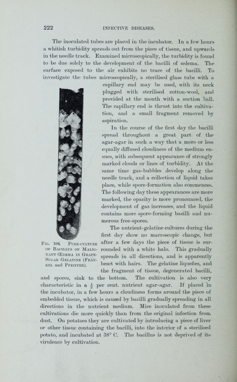 The inoculated tubes are placed in the incubator. In a few hours a whitish turbidity spreads out from the piece of tissue, and upwards in the needle track. Examined microscopically, the turbidity is found to be due solely to the development of the bacilli of oedema. The surface exposed to the air exhibits no trace of the bacilli. To investigate the tubes microscopically, a sterilised glass tube with a capillary end may be used, with its neck plugged with sterilised cotton-wool, and provided at the mouth with a suction ball. The capillary end is thrust into the cultiva- tion, and a small fragment removed by aspiration. In the course of the first day the bacilli spread throughout a great part of the agar-agar in such a way that a more or less equally diffused cloudiness of the medium en- sues, with subsequent appearance of strongly marked clouds or lines of turbidity. At the same time gas-bubbles develop along the needle track, and a collection of liquid takes place, while spore-formation also commences. The following day these appearances are more marked, the opacity is more pronounced, the development of gas increases, and the liquid contains more spore-forming bacilli and nu- merous free-spores. The nutrient-gelatine cultures during the first day show no macroscopic change, but after a few days the piece of tissue is sur- rounded with a white halo. This gradually spreads in all directions, and is apparently beset with hairs. The gelatine liquefies, and the fragment of tissue, degenerated bacilli,, and spores, sink to the bottom. The cultivation is also very characteristic in a j per cent, nutrient agar-agar. If placed in the incubator, in a few hours a cloudiness forms around the piece of embedded tissue, which is caused by bacilli gradually spreading in all directions in the nutrient medium. Mice inoculated from these cultivations die more quickly than from the original infection from dust. On potatoes they are cultivated by introducing a piece of liver or other tissue containing the bacilli, into the interior of a sterilised potato, and incubated at 38° C. The bacillus is not deprived of its- virulence by cultivation. Fig. 104. Pure-culture of Bacillus of Malig- nant (Edema in Grape- Sugar Gelatine (Fran- kel and Pfeiffer).