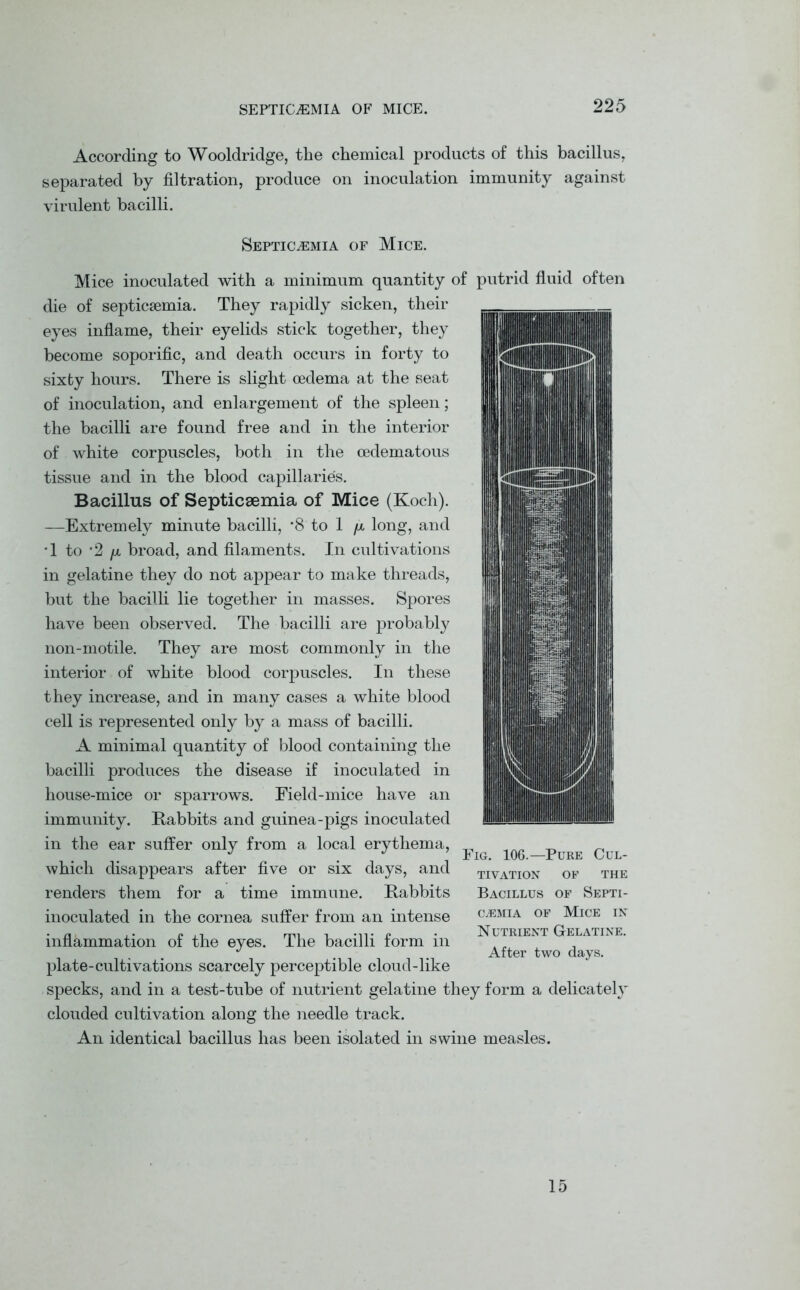 SEPTICAEMIA OF MICE. According to Wooldridge, the chemical products of this bacillus, separated by filtration, produce on inoculation immunity against virulent bacilli. Septicaemia of Mice. Mice inoculated with a minimum quantity of putrid fluid often die of septicaemia. They rapidly sicken, their eyes inflame, their eyelids stick together, they become soporific, and death occurs in forty to sixty hours. There is slight oedema at the seat of inoculation, and enlargement of the spleen; the bacilli are found free and in the interior of white corpuscles, both in the oedematous tissue and in the blood capillaries. Bacillus of Septicaemia of Mice (Koch). —Extremely minute bacilli, *8 to 1 /x long, and T to *2 broad, and filaments. In cultivations in gelatine they do not appear to make threads, but the bacilli lie together in masses. Spores have been observed. The bacilli are probably non-motile. They are most commonly in the interior of white blood corpuscles. In these they increase, and in many cases a white blood cell is represented only by a mass of bacilli. A minimal quantity of blood containing the bacilli produces the disease if inoculated in house-mice or sparrows. Field-mice have an immunity. Rabbits and guinea-pigs inoculated in the ear suffer only from a local erythema, which disappears after five or six days, and renders them for a time immune. Rabbits inoculated in the cornea suffer from an intense inflammation of the eyes. The bacilli form in plate-cultivations scarcely perceptible cloud-like specks, and in a test-tube of nutrient gelatine they form a delicately clouded cultivation along the needle track. An identical bacillus has been isolated in swine measles. Fig. 106.—Pure Cul- tivation of THE Bacillus of Septi- caemia of Mice in Nutrient Gelatine. After two days. 15