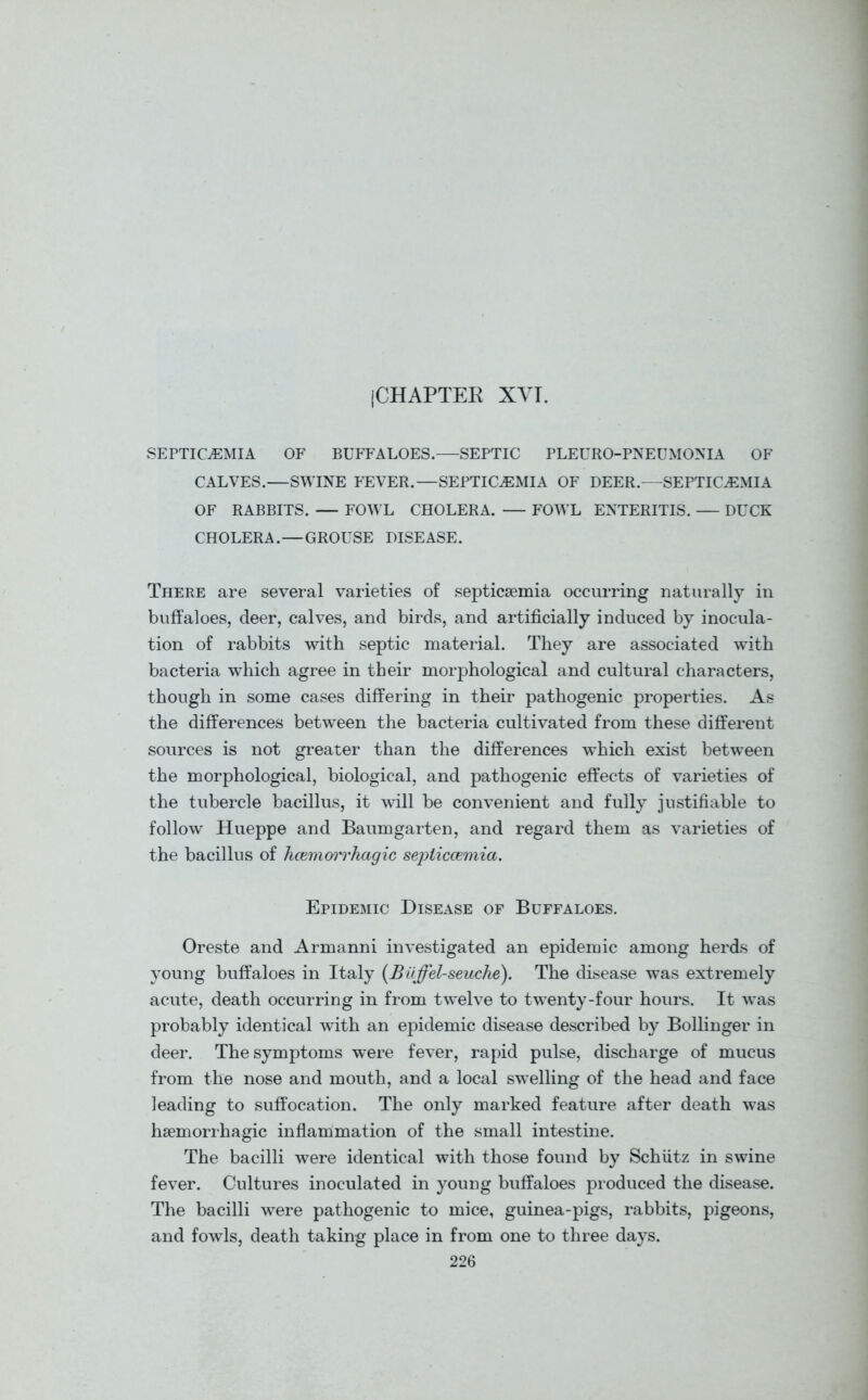 (CHAPTER XVI. SEPTICEMIA OF BUFFALOES.—SEPTIC PLEURO-PNEUMONIA OF CALVES.—SWINE FEVER.—SEPTICEMIA OF DEER.—SEPTICEMIA OF RABBITS. — FOWL CHOLERA. — FOWL ENTERITIS. DUCK CHOLERA.—GROUSE DISEASE. There are several varieties of septicaemia occurring naturally in buffaloes, deer, calves, and birds, and artificially induced by inocula- tion of rabbits with septic material. They are associated with bacteria which agree in their morphological and cultural characters, though in some cases differing in their pathogenic properties. As the differences between the bacteria cultivated from these different sources is not greater than the differences which exist between the morphological, biological, and pathogenic effects of varieties of the tubercle bacillus, it will be convenient and fully justifiable to follow Hueppe and Baumgarten, and regard them as varieties of the bacillus of hcemoi'rhagic septicaemia. Epidemic Disease of Buffaloes. Oreste and Armanni investigated an epidemic among herds of young buffaloes in Italy (Biiffel-seuche). The disease was extremely acute, death occurring in from twelve to twenty-four hours. It was probably identical with an epidemic disease described by Bollinger in deer. The symptoms were fever, rapid pulse, discharge of mucus from the nose and mouth, and a local swelling of the head and face leading to suffocation. The only marked feature after death was haemorrhagic inflammation of the small intestine. The bacilli were identical with those found by Schiitz in swine fever. Cultures inoculated in young buffaloes produced the disease. The bacilli were pathogenic to mice, guinea-pigs, rabbits, pigeons, and fowls, death taking place in from one to three days.