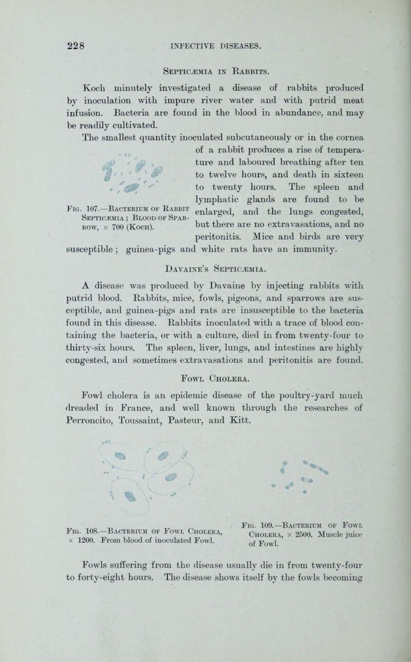 Septicemia in Rabbits. Koch minutely investigated a disease of rabbits produced by inoculation with impure river water and with putrid meat infusion. Bacteria are found in the blood in abundance, and may be readily cultivated. The smallest quantity inoculated subcutaneously or in the cornea of a rabbit produces a rise of tempera- ture and laboured breathing after ten to twelve hours, and death in sixteen to twenty hours. The spleen and lymphatic glands are found to be enlarged, and the lungs congested, but there are no extravasations, and no peritonitis. Mice and birds are very susceptible ; guinea-pigs and white rats have an immunity. £ Fig. 107.—Bacterium of Rabbit Septicemia ; Blood of Spar- row, x 700 (Koch). Davaine’s Septicemia. A disease was produced by Davaine by injecting rabbits with putrid blood. Babbits, mice, fowls, pigeons, and sparrows are sus- ceptible, and guinea-pigs and rats are insusceptible to the bacteria found in this disease. Babbits inoculated with a trace of blood con- taining the bacteria, or with a culture, died in from twenty-four to thirty-six hours. The spleen, liver, lungs, and intestines are highly congested, and sometimes extravasations and peritonitis are found. Fowl Cholera. Fowl cholera is an epidemic disease of the poultry-yard much dreaded in France, and well known through the researches of Perroncito, Toussaint, Pasteur, and Kitt. ^ # ■/> ‘V ■ (. , CT & ! \A v % Fig. 108.—Bacterium of Fowl Cholera, x 1200. From blood of inoculated Fowl. Fig. 109.—Bacterium of Fowl Cholera, x 2500. Muscle juice of Fowl. Fowls suffering from the disease usually die in from twenty-four to forty-eight hours. The disease shows itself by the fowls becoming
