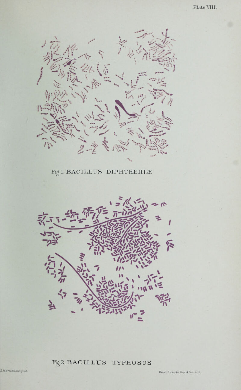 Plate MIL Kg2.13AC ULUS E.M. Crooks harilc.fecit. TYPHOSUS Vincent Broo\cs,Lay S( Sotl,Ll^\ .