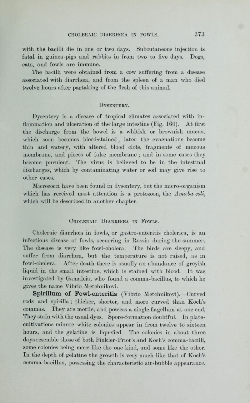 with the bacilli die in one or two days. Subcutaneous injection is fatal in guinea-pigs and rabbits in from two to five days. Dogs, cats, and fowls are immune. The bacilli were obtained from a cow suffering from a disease associated with diarrhoea, and from the spleen of a man who died twelve hours after partaking of the flesh of this animal. Dysentery. Dysentery is a disease of tropical climates associated with in- flammation and ulceration of the large intestine (Fig. 160). At first the discharge from the bowel is a whitish or brownish mucus, which soon becomes blood-stained; later the evacuations become thin and watery, with altered blood clots, fragments of mucous membrane, and pieces of false membrane ; and in some cases they become purulent. The virus is believed to be in the intestinal discharges, which by contaminating water or soil may give rise to other cases. Micrococci have been found in dysentery, but the micro-organism which has received most attention is a protozoon, the Amoeba coli, which will be described in another chapter. Choleraic Diarrhoea in Fowls. Choleraic diarrhoea in fowls, or gastro-enteritis cholerica, is an infectious disease of fowls, occurring in Russia during the summer. The disease is very like fowl-cholera. The birds are sleepy, and suffer from diarrhoea, but the temperature is not raised, as in fowl-cholera. After death there is usually an abundance of greyish liquid in the small intestine, which is stained with blood. It was investigated by Gamaleia, who found a comma-bacillus, to which he gives the name Vibrio Metchnikovi. Spirillum of Fowl-enteritis (Vibrio Metchnikovi).—Curved rods and spirilla; thicker, shorter, and more curved than Koch’s commas. They are motile, and possess a single flagellum at one end. They stain with the usual dyes. Spore-formation doubtful. In plate- cultivations minute white colonies appear in from twelve to sixteen hours, and the gelatine is liquefied. The colonies in about three days resemble those of both Finkler-Prior’s and Koch’s comma-bacilli, some colonies being more like the one kind, and some like the other. In the depth of gelatine the growth is very much like that of Koch’s comma-bacillus, possessing the characteristic air-bubble appearance.