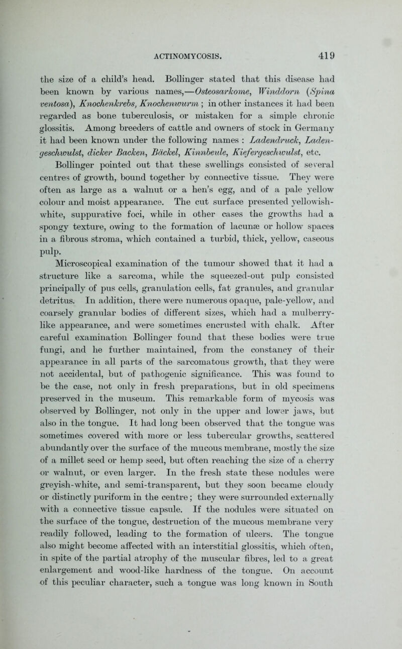 the size of a child’s head. Bollinger stated that this disease had been known by various names,—Osteoscirkome, Winddorn (Spina ventosa), Knochenkrebs, Knochenwurm ; in other instances it had been regarded as bone tuberculosis, or mistaken for a simple chronic glossitis. Among breeders of cattle and owners of stock in Germany it had been known under the following names : Ladendruck, Laden- geschwulst, dicker Backen, Bdckel, Kinnbeule, Kiefergeschwulst, etc. Bollinger pointed out that these swellings consisted of several centres of growth, bound together by connective tissue. They were often as large as a walnut or a hen’s egg, and of a pale yellow colour and moist appearance. The cut surface presented yellowish- white, suppurative foci, while in other cases the growths had a spongy texture, owing to the formation of lacunae or hollow spaces in a fibrous stroma, which contained a turbid, thick, yellow, caseous pulp. Microscopical examination of the tumour showed that it had a structure like a sarcoma, while the squeezed-out pulp consisted principally of pus cells, granulation cells, fat granules, and granular detritus. In addition, there were numerous opaque, pale-yellow, and coarsely granular bodies of different sizes, which had a mulberry- like appearance, and were sometimes encrusted with chalk. After careful examination Bollinger found that these bodies were true fungi, and he further maintained, from the constancy of their appearance in all parts of the sarcomatous growth, that they were not accidental, but of pathogenic significance. This was found to be the case, not only in fresh preparations, but in old specimens preserved in the museum. This remarkable form of mycosis was observed by Bollinger, not only in the upper and lower jaws, but also in the tongue. It had long been observed that the tongue was sometimes covered with more or less tubercular growths, scattered abundantly over the surface of the mucous membrane, mostly the size of a millet seed or hemp seed, but often reaching the size of a cherry or walnut, or even larger. In the fresh state these nodules were greyish-white, and semi-transparent, but they soon became cloudy or distinctly puriform in the centre; they were surrounded externally with a connective tissue capsule. If the nodules were situated on the surface of the tongue, destruction of the mucous membrane very readily followed, leading to the formation of ulcers. The tongue also might become affected with an interstitial glossitis, which often, in spite of the partial atrophy of the muscular fibres, led to a great enlargement and wood-like hardness of the tongue. On account of this peculiar character, such a tongue was long known in South