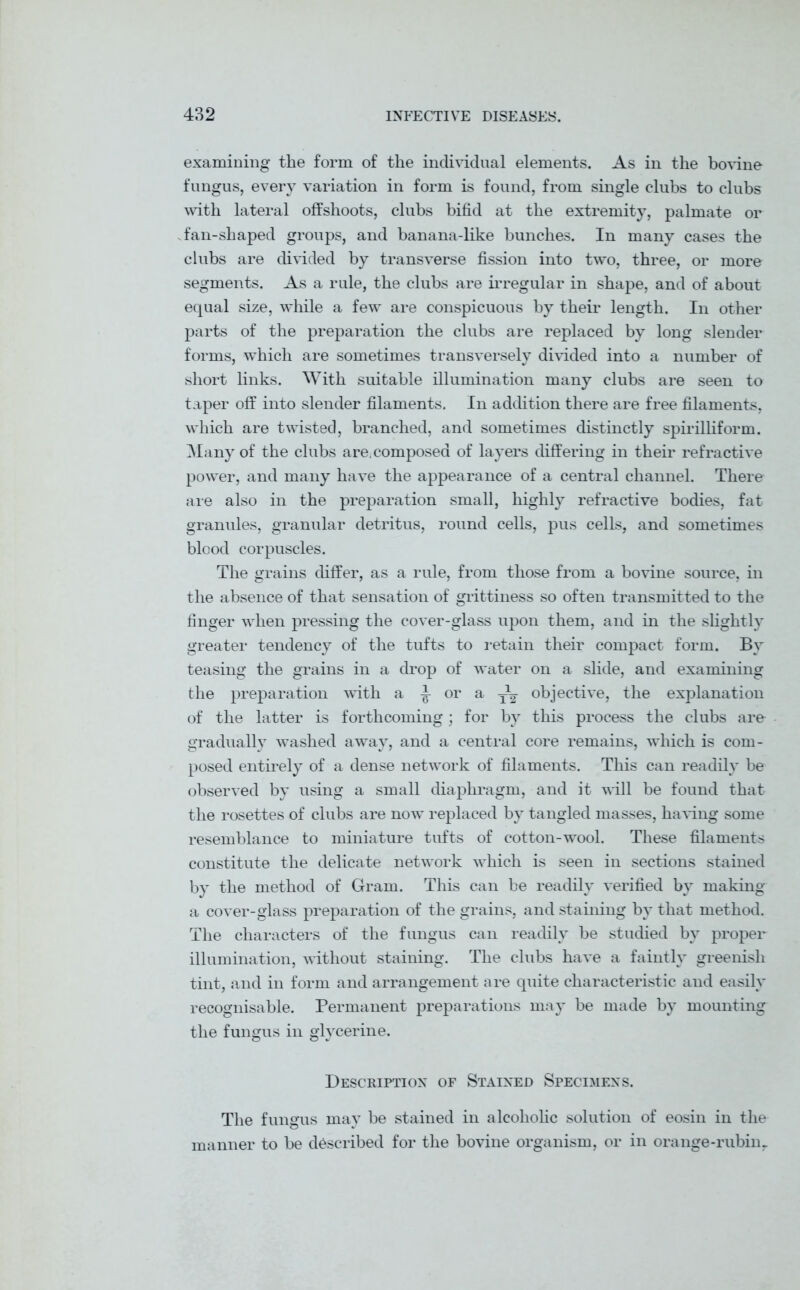 examining the form of the individual elements. As in the bovine fungus, every variation in form is found, from single clubs to clubs with lateral offshoots, clubs bifid at the extremity, palmate or fan-shaped groups, and banana-like bunches. In many cases the clubs are divided by transverse fission into two, three, or more segments. As a rule, the clubs are irregular in shape, and of about equal size, while a few are conspicuous by their length. In other parts of the preparation the clubs are replaced by long slender forms, which are sometimes transversely divided into a number of short links. With suitable illumination many clubs are seen to taper off into slender filaments. In addition there are free filaments, which are twisted, branched, and sometimes distinctly spirilliform. Many of the clubs are. composed of layers differing in their refractive power, and many have the appearance of a central channel. There are also in the preparation small, highly refractive bodies, fat granules, granular detritus, round cells, pus cells, and sometimes blood corpuscles. The grains differ, as a rule, from those from a bovine source, in the absence of that sensation of grittiness so often transmitted to the finger when pressing the cover-glass upon them, and in the slightly greater tendency of the tufts to retain their compact form. By teasing the grains in a drop of water on a slide, and examining the preparation with a ^ or a TXy objective, the explanation of the latter is forthcoming; for by this process the clubs are gradually washed away, and a central core remains, which is com- posed entirely of a dense network of filaments. This can readily be observed by using a small diaphragm, and it will be found that the rosettes of clubs are now replaced by tangled masses, having some resemblance to miniature tufts of cotton-wool. These filaments constitute the delicate network which is seen in sections stained by the method of Gram. This can be readily verified by making a cover-glass preparation of the grains, and staining by that method. The characters of the fungus can readily be studied by proper illumination, without staining. The clubs have a faintly greenish tint, and in form and arrangement are quite characteristic and easily recognisable. Permanent preparations may be made by mounting the fungus in glycerine. Description of Stained Specimens. The fungus may be stained in alcoholic solution of eosin in the manner to be described for the bovine organism, or in orange-rubiny