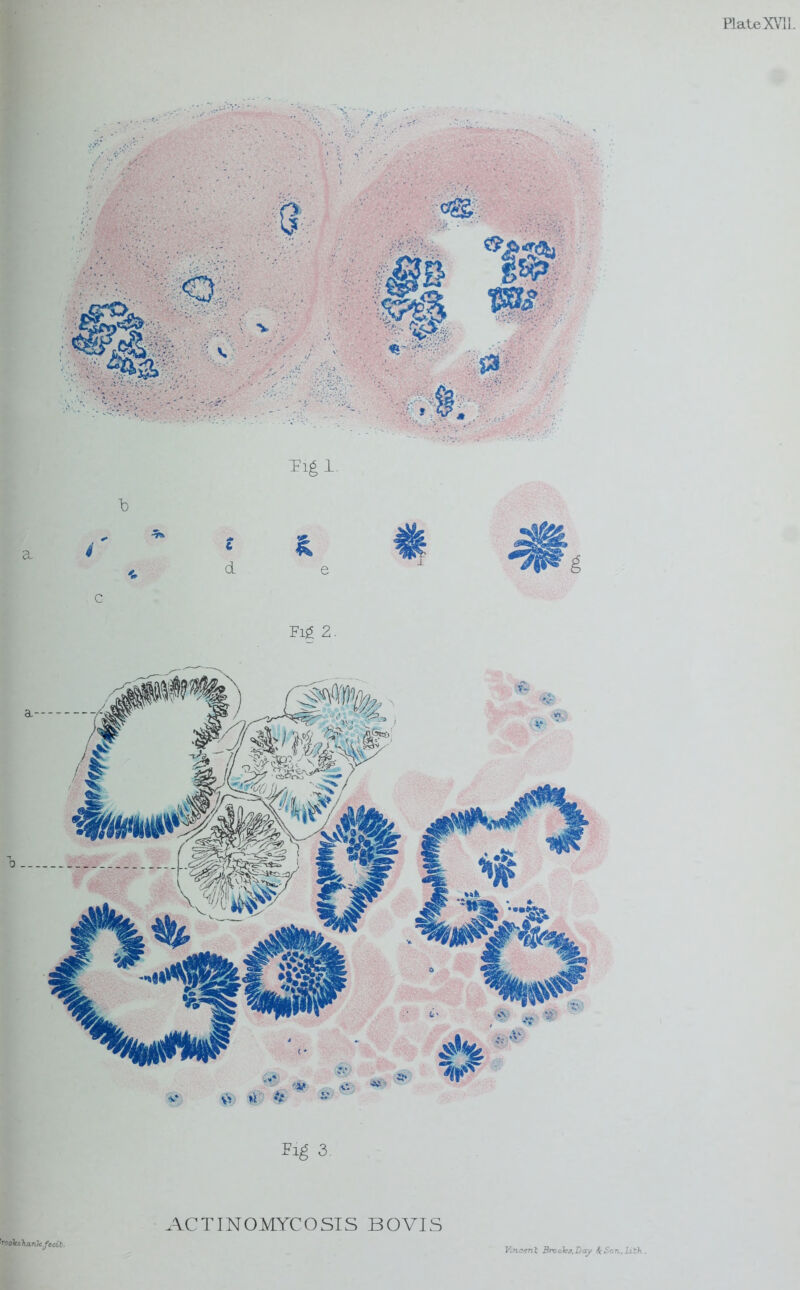 Fig 3. ^ndicshtmk.fioil. ACTINOMYCOSIS BOVIS Vincent Brooks,Day StSon.liih .