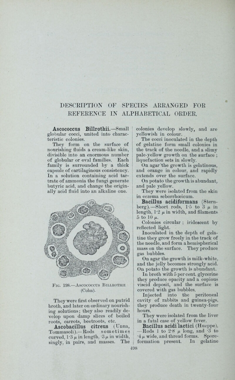 DESCRIPTION OF SPECIES ARRANGED FOR REFERENCE IN ALPHABETICAL ORDER. Ascococcus Billrothii.—Small globular cocci, united into charac- teristic colonies. They form on the surface of nourishing fluids a cream-like skin, divisible into an enormous number of globular or oval families. Each family is surrounded by a thick capsule of cartilaginous consistency. In a solution containing acid tar- trate of ammonia the fungi generate butyric acid, and change the origin- ally acid fluid into an alkaline one. Fig. 198.—Ascococcus Billrothii (Cohn). They were first observed on putrid broth, and later on ordinary nourish- ing solutions; they also readily de- velop upon damp slices of boiled roots, carrots, beetroots, etc. Ascobacillus citreus (Unna, Tommasoli).—Rods sometimes curved, 1’3 /u in length, 3 p. in width, singly, in pairs, and masses. The ) colonies develop slowly, and are yellowish in colour. The cocci inoculated in the depth of gelatine form small colonies in the track of the needle, and a slimv pale-yellow growth on the surface ; liquefaction sets in slowly. On agarHhe growth is gelatinous, and orange in colour, and rapidly extends over the surface. On potato the growth is abundant, and pale yellow. They were isolated from the skin in eczema seborrhoeicum. Bacillus acidiformans (Stern- berg).—Short rods, 1'5 to 3 /x in length, T2 fx in width, and filaments 5 to 10 fx. Colonies circular ; iridescent b}’ reflected light. Inoculated in the depth of gela- tine they grow freely in the track of the needle, and form a hemispherical mass on the surface. They produce gas bubbles. On agar the growth is milk-white, and the jelly becomes strongly acid. On potato the growth is abundant. In broth with 5 per cent, glycerine they produce opacity and a copious viscid deposit, and the surface is covered with gas bubbles. Injected into the peritoneal cavity of rabbits and guinea-pigs, they produce death in twenty-four hours. They were isolated from the liver in a fatal case of yellow fever. Bacillus acidi lactici (Hueppe). —Rods 1 to 2*8 fi long, and '3 to •4 fx wide, and thread forms. Spore- formation present. In gelatine