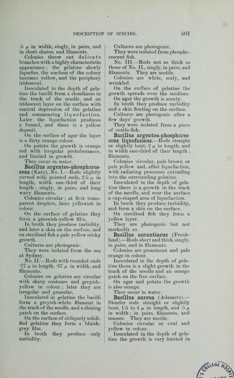 •5 fx in width, singly, in pairs, and in short chains, and filaments. Colonies throw out delicate branches with a highly characteristic appearance ; the gelatine slowly liquefies, the nucleus of the colony becomes yellow, and the periphery iridescent. Inoculated in the depth of gela- tine the bacilli form a cloudiness in the track of the needle, and an iridescent layer on the surface with central depression of the gelatine and commencing liquefaction. Later the liquefaction produces a funnel, and there is a yellow deposit. On the surface of agar the layer is a dirty orange colour. On potato the growth is orange red' with irregular protuberances, and limited in growth. They occur in water. Bacillus argenteo-phosphores- cens (Katz), No. I.—Rods slightly curved with pointed ends, 2*5 ^ in length, width one-third of their length ; singly, in pairs, and long wavy filaments. Colonies circular ; at first trans- parent droplets, later yellowish in colour. On the surface of gelatine they form a greenish-yellow film. In broth they produce turbidity, and later a skin on the surface, and on sterilised fish a pale-yellow sticky growth. Cultures are photogenic. They were isolated from the sea at Sydney. No. II.—Rods with rounded ends *27 ju in length, *67 /x in width, and filaments. Colonies on gelatine are circular with sharp contours and greyish- yellow in colour ; later they are irregular and granular. Inoculated in gelatine the bacilli form a greyish-white filament in the track of the needle, and a shining patch on the surface. On the surface of obliquely solidi- fied gelatine they form a bluish- grey film. In broth they produce only turbidity. Cultures are photogenic. They were isolated from phospho- rescent fish. No. III.—Rods not so thick as those of No. II., singly, in pairs, and filaments. They are motile. Colonies are white, scaly, and j wrinkled. On the surface of gelatine the ! growth spreads over the medium. On agar the growth is scanty. ! In broth they produce turbidity I and a skin floating on the surface. Cultures are photogenic after a few days’ growth. They were isolated from a piece of cuttle-fish. Bacillus argenteo-phosphores- [ cens liquefaciens.—Rods straight : or slightly bent, 2 n in length, and in width one-third of their length ; I filaments. j Colonies circular, pale brown or j pale yellow and, after liquefactionr ' with radiating processes extending into the surrounding gelatine. Inoculated in the depth of gela- tine there is a growth in the track of the needle, and near the surface a cup-shaped area of liquefaction. In broth they produce turbidity^ and form a skin on the surface. On sterilised fish they form a yellow layer. They are photogenic but not markedly so. Bacillus aurantiacus (Frank- land).—Rods short and thick, singly, in pairs, and in filaments. Colonies are prominent and palo orange in colour. Inoculated in the depth of gela- tine there is a slight growth in the track of the needle and an orange patch on the free surface. On agar and potato the growth is also orange. They occur in water. Bacillus aureus (Adametz).— Slender rods straight or slightly bent, 1*5 to 4 /x in length, and *5 n in width ; in pairs, filaments, and masses. They are motile. Colonies circular or oval and J yellow in colour. Inoculated in the depth of gela- I tine the growth is very limited in