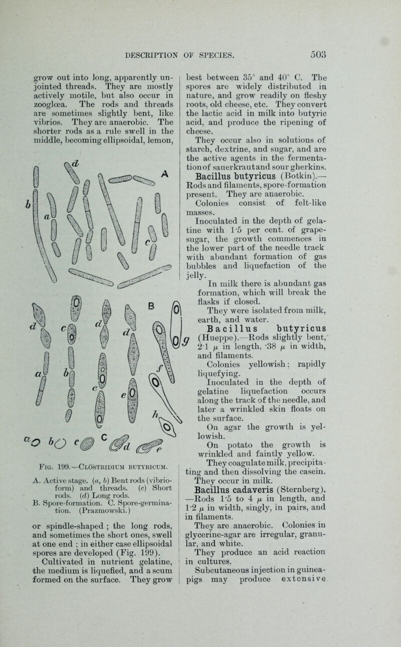 grow out into long, apparently un- jointed threads. They are mostly actively motile, but also occur in zoogloea. The rods and threads are sometimes slightly bent, like vibrios. They are anaerobic. The shorter rods as a rule swell in the middle, becoming ellipsoidal, lemon, Fig. 199.—Clostridium butyricum. A. Active stage, (a, b) Bent rods (vibrio- form) and threads. (c) Short rods. (d) Long rods. B. Spore-formation. C. Spore-germina- tion. (Prazmowski.) or spindle-shaped ; the long rods, and sometimes the short ones, swell at one end ; in either case ellipsoidal spores are developed (Fig. 199). Cultivated in nutrient gelatine, the medium is liquefied, and a scum formed on the surface. They grow best between 35° and 40° C. The spores are widely distributed in nature, and grow readily on fleshy roots, old cheese, etc. They convert the lactic acid in milk into butyric acid, and produce the ripening of cheese. They occur also in solutions of starch, dextrine, and sugar, and are the active agents in the fermenta- tion of sauerkraut and sour gherkins. Bacillus butyricus (Botkin).— Rods and filaments, spore-formation present. They are anaerobic. Colonies consist of felt-like masses. Inoculated in the depth of gela- tine with 1-5 per cent, of grape- sugar, the growth commences in the lower part of the needle track with abundant formation of gas bubbles and liquefaction of the jelly. In milk there is abundant gas formation, which will break the flasks if closed. They were isolated from milk, earth, and water. Bacillus butyricus n (Hueppe).—Rods slightly bent, ^ 21 p in length, -38 p in width, and filaments. Colonies yellowish; rapidly liquefying. Inoculated in the depth of gelatine liquefaction occurs along the track of the needle, and later a wrinkled skin floats on the surface. On agar the growth is yel- lowish. On potato the growth is wrinkled and faintly yellow. They coagulate milk, precipita - ting and then dissolving the casein. They occur in milk. Bacillus cadaveris (Sternberg). —Rods 1*5 to 4 /u. in length, and 1-2 fL in width, singly, in pairs, and in filaments. They are anaerobic. Colonies in glycerine-agar are irregular, granu- lar, and white. They produce an acid reaction in cultures. Subcutaneous injection in guinea- pigs may produce extensive